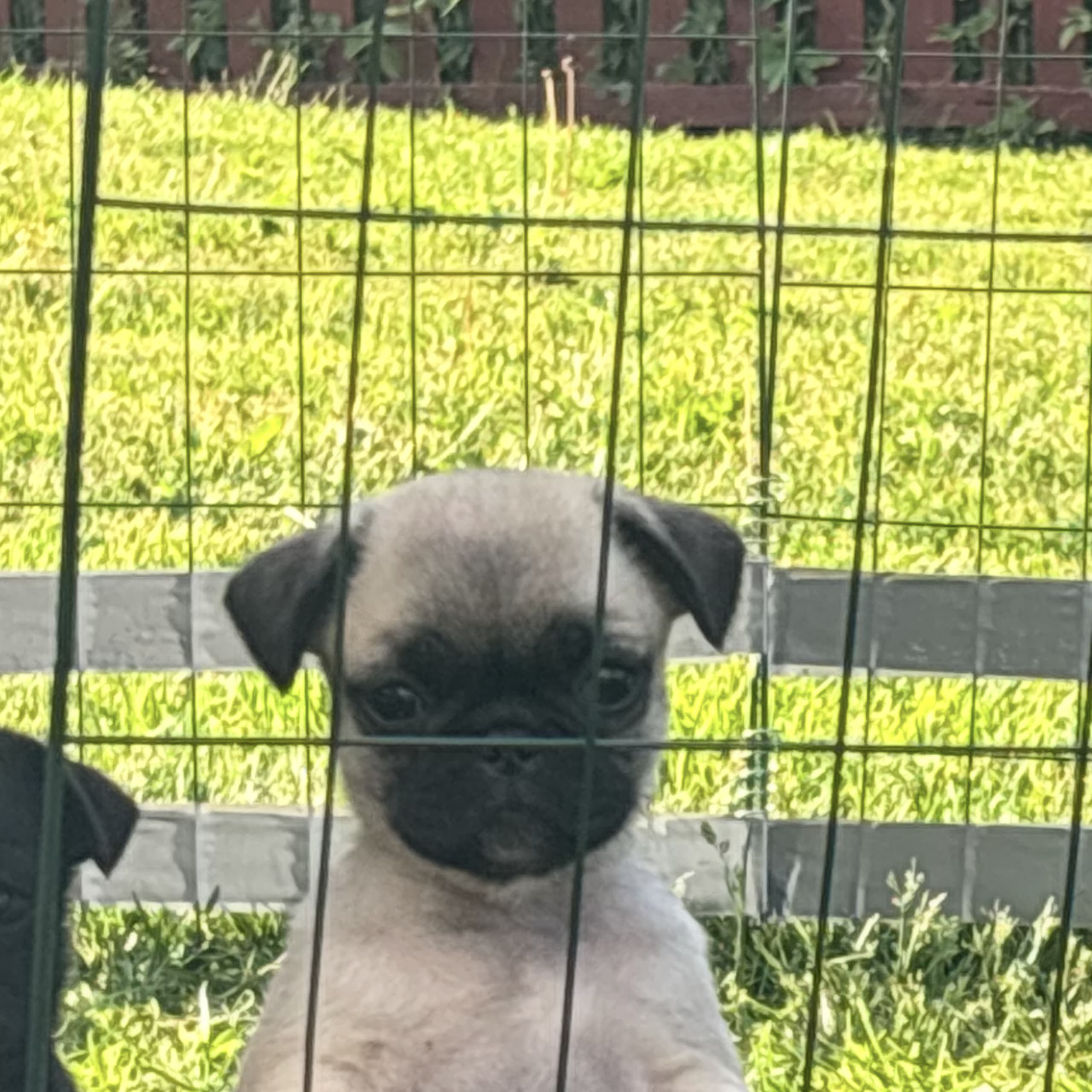Mops / fransk bulldog