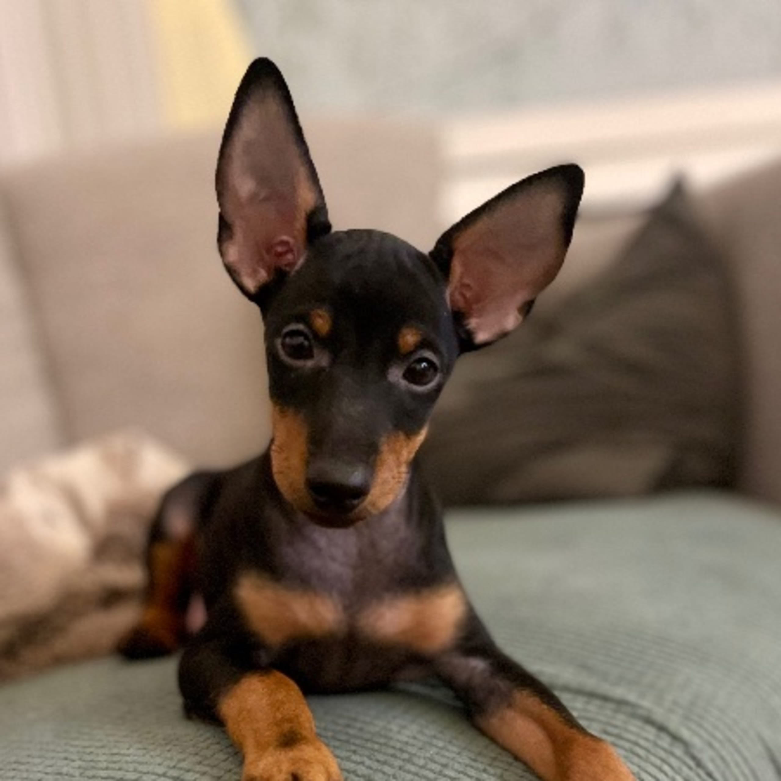 English toy terrier
