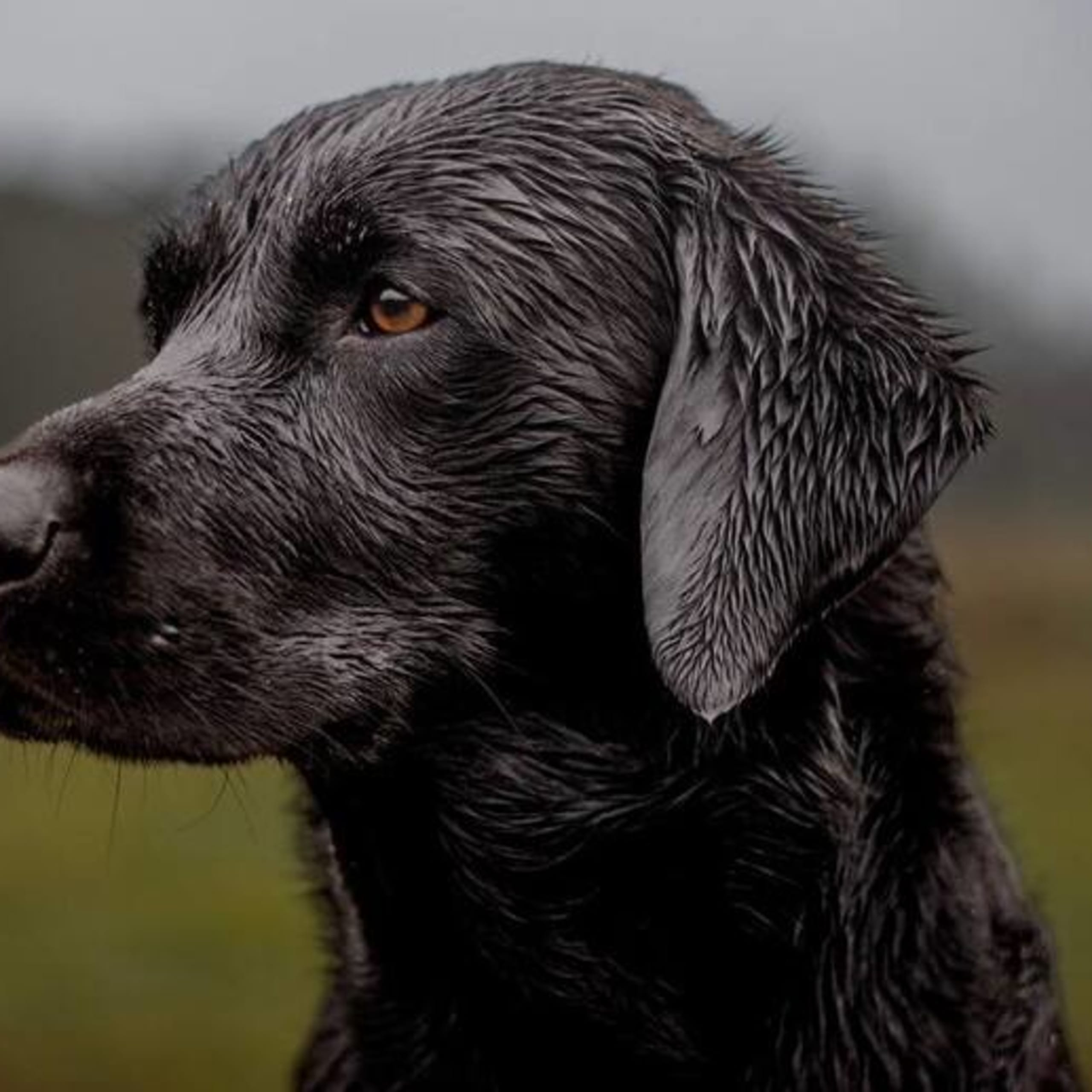 Labrador retriever
