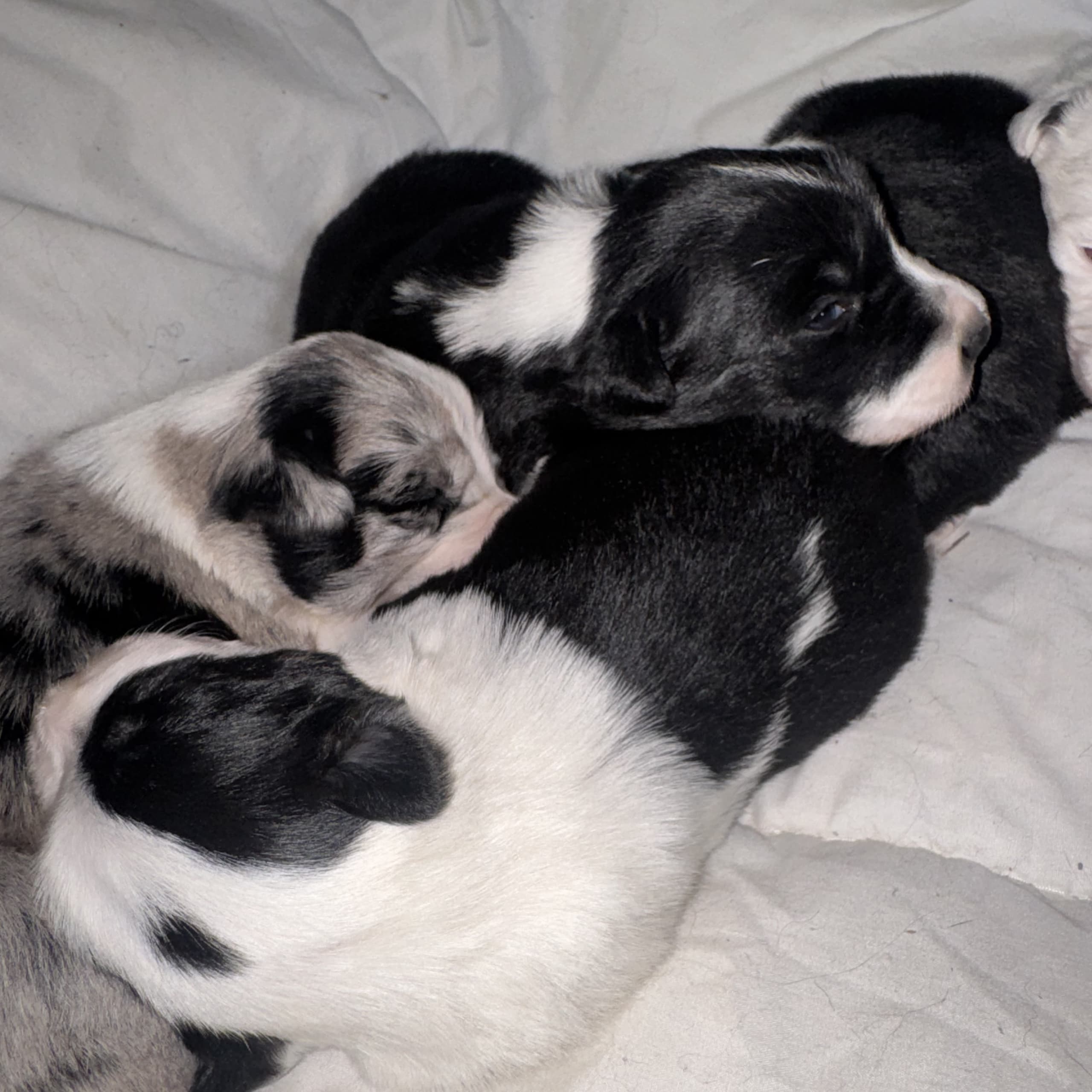 Border collie