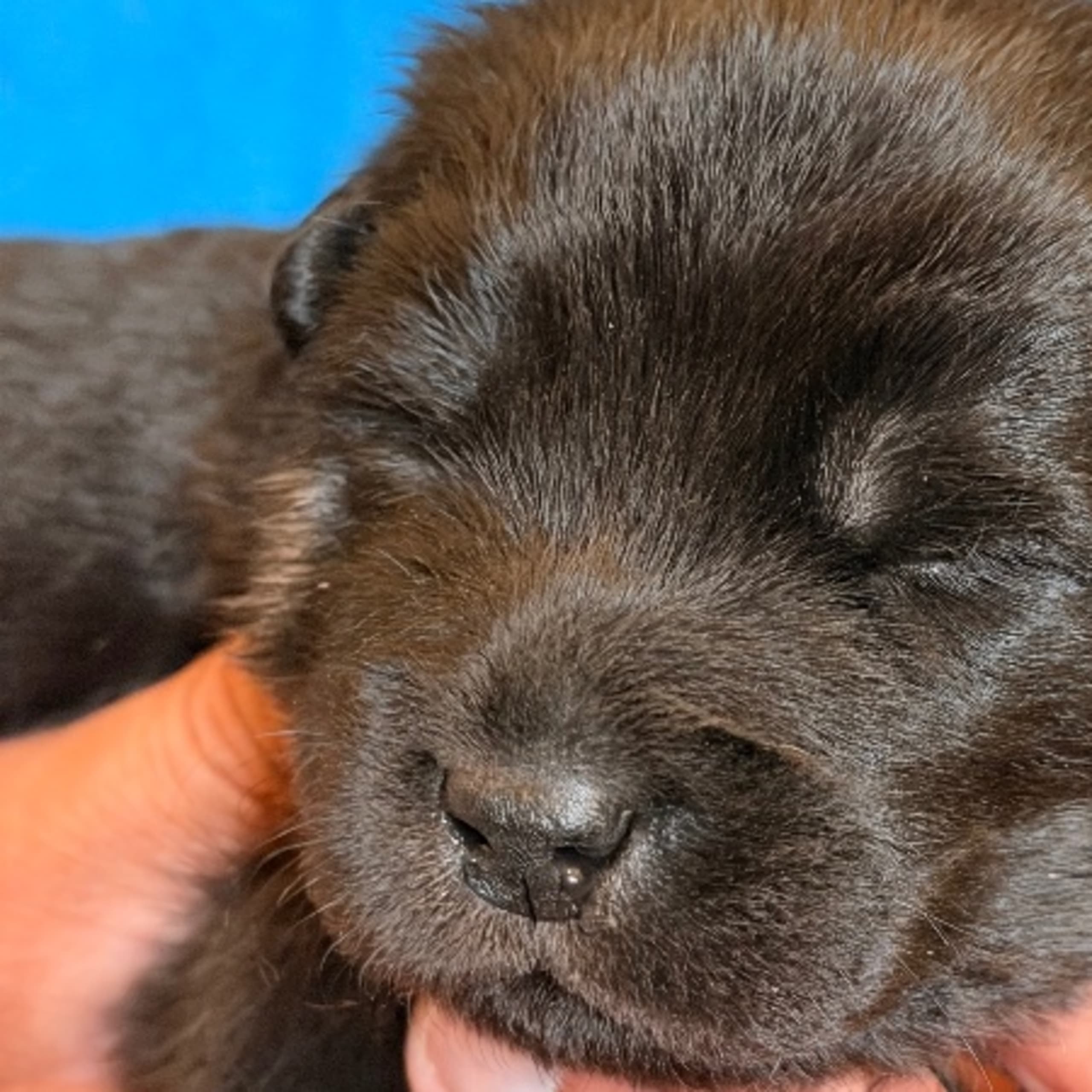 Eurasier