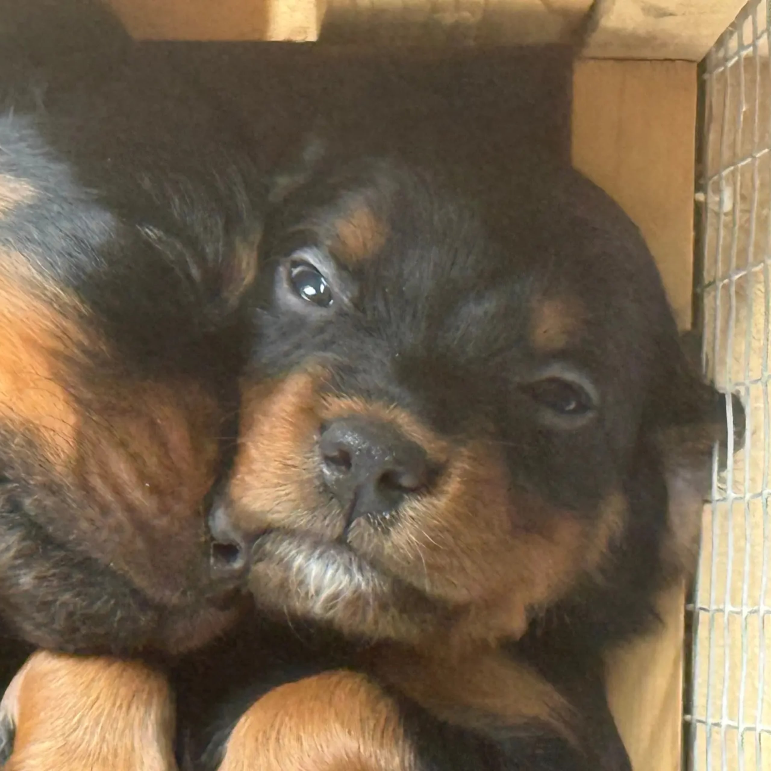 Gordonsetter