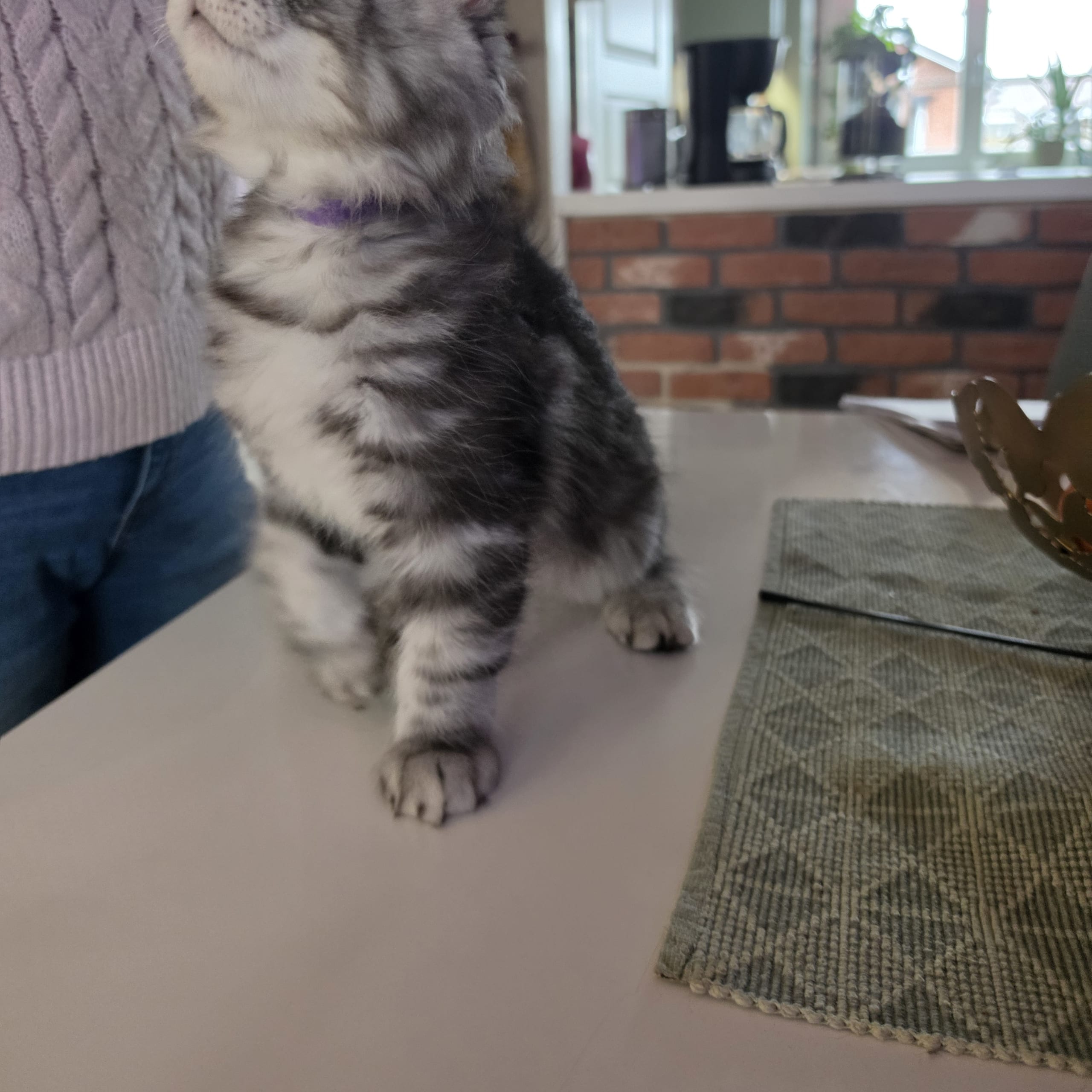 Sibirisk katt