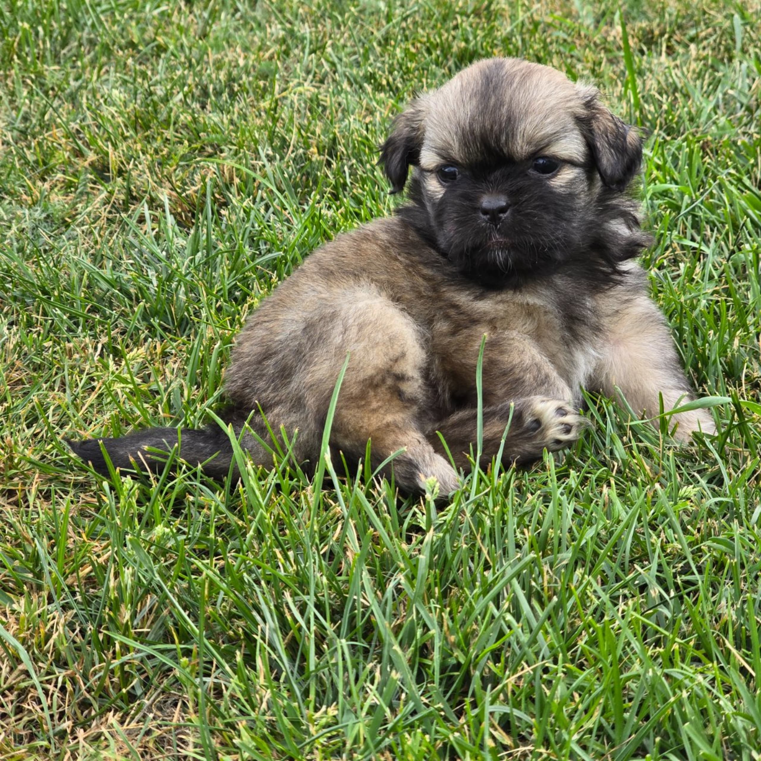 Tibetansk spaniel