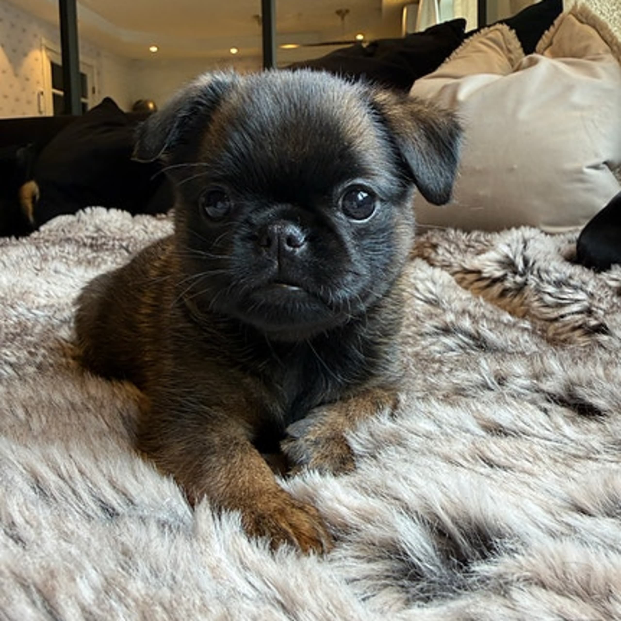 Petit brabancon