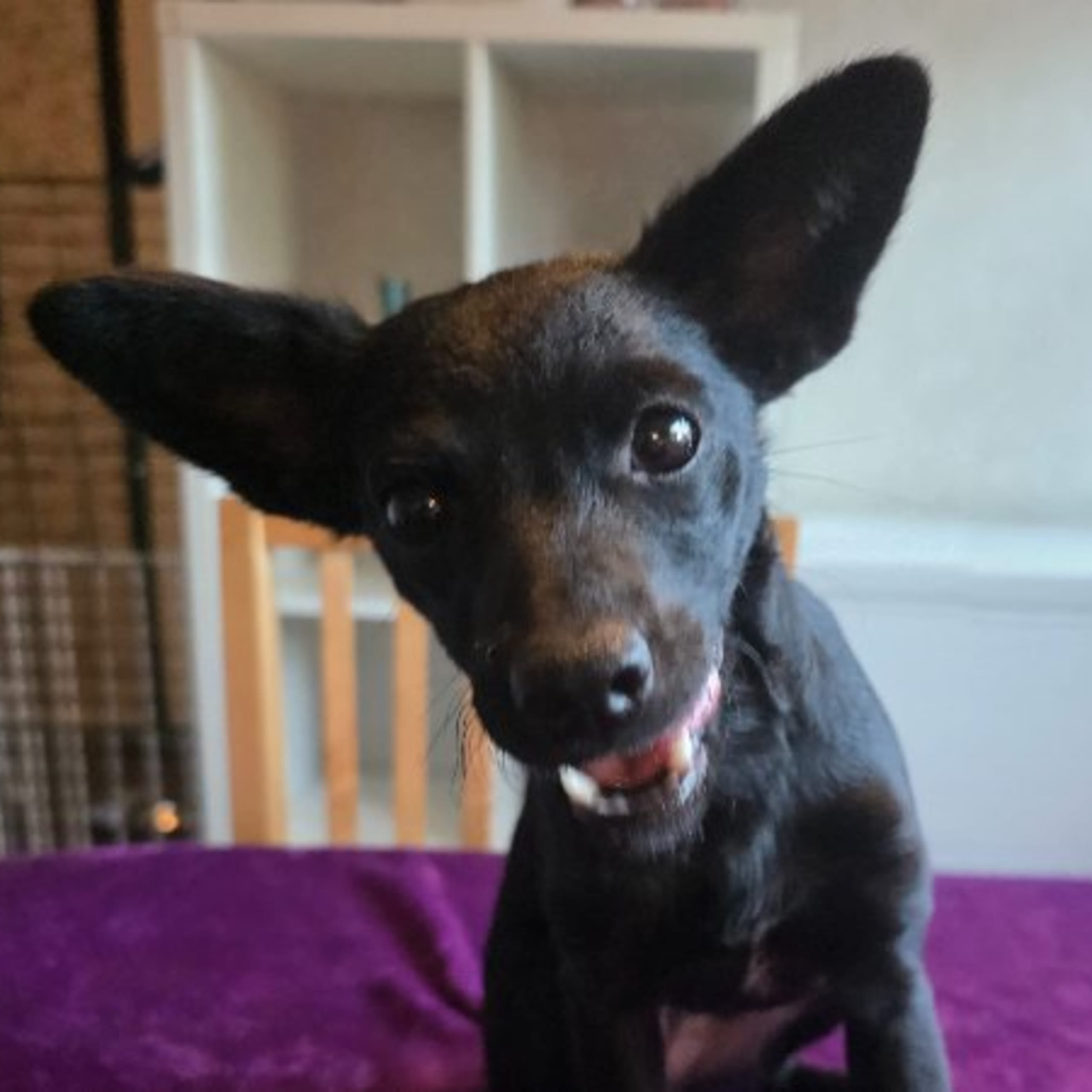 Xoloitzcuintle