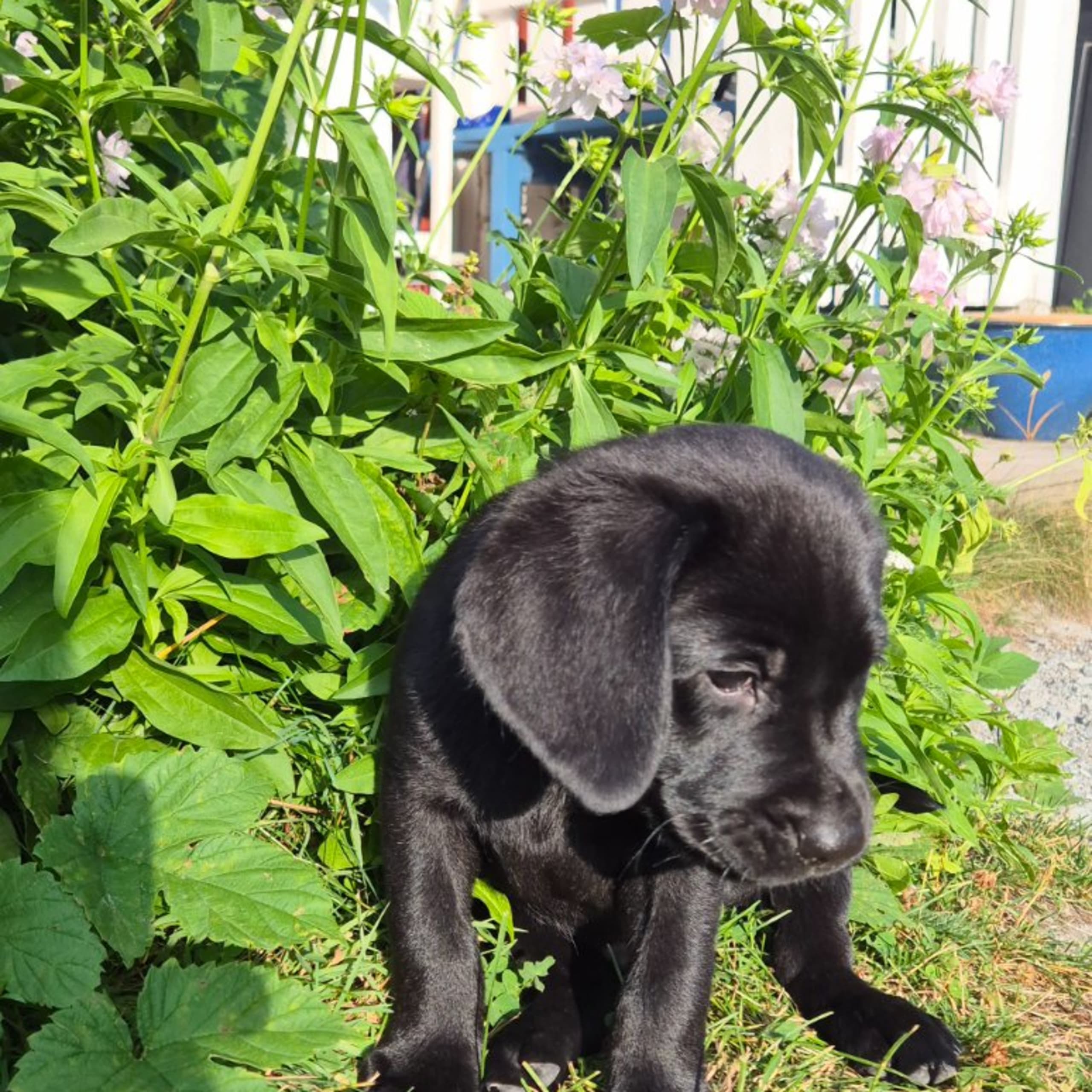 Labrador retriever