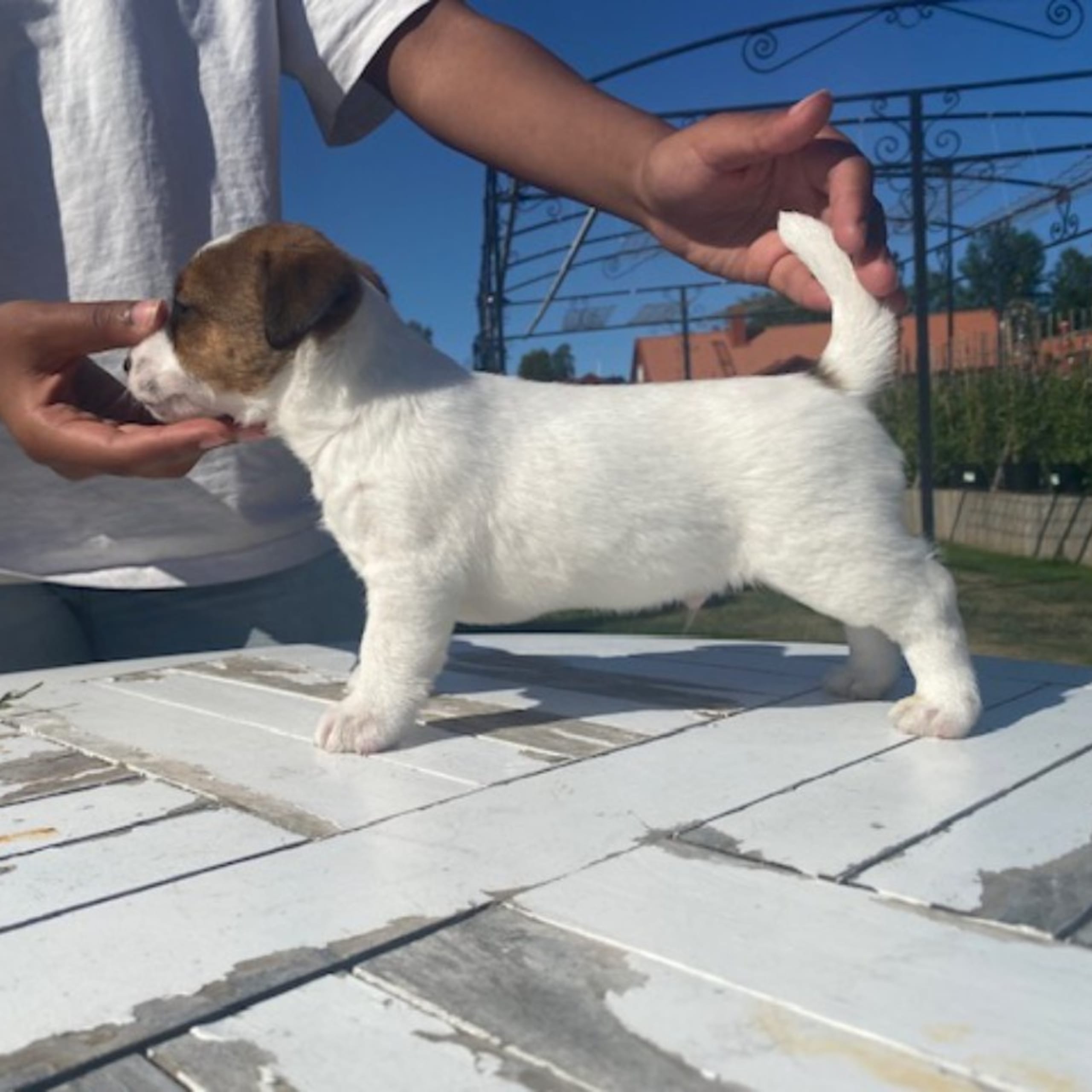 Jack russell terrier