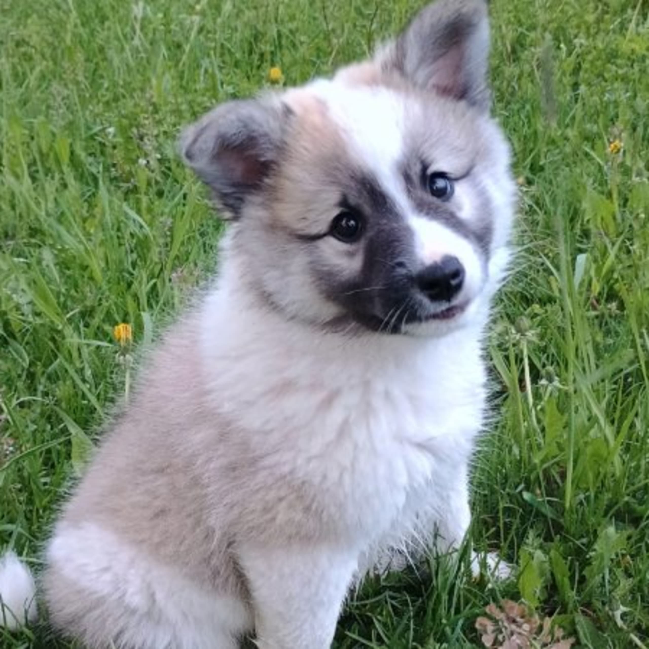 Isländsk Fårhund