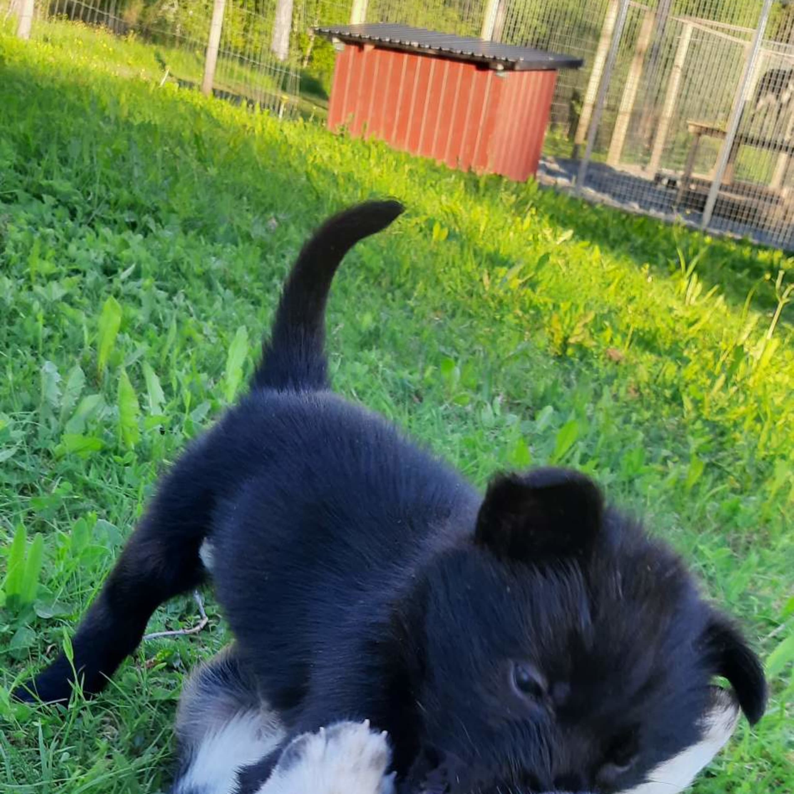 Alaska husky