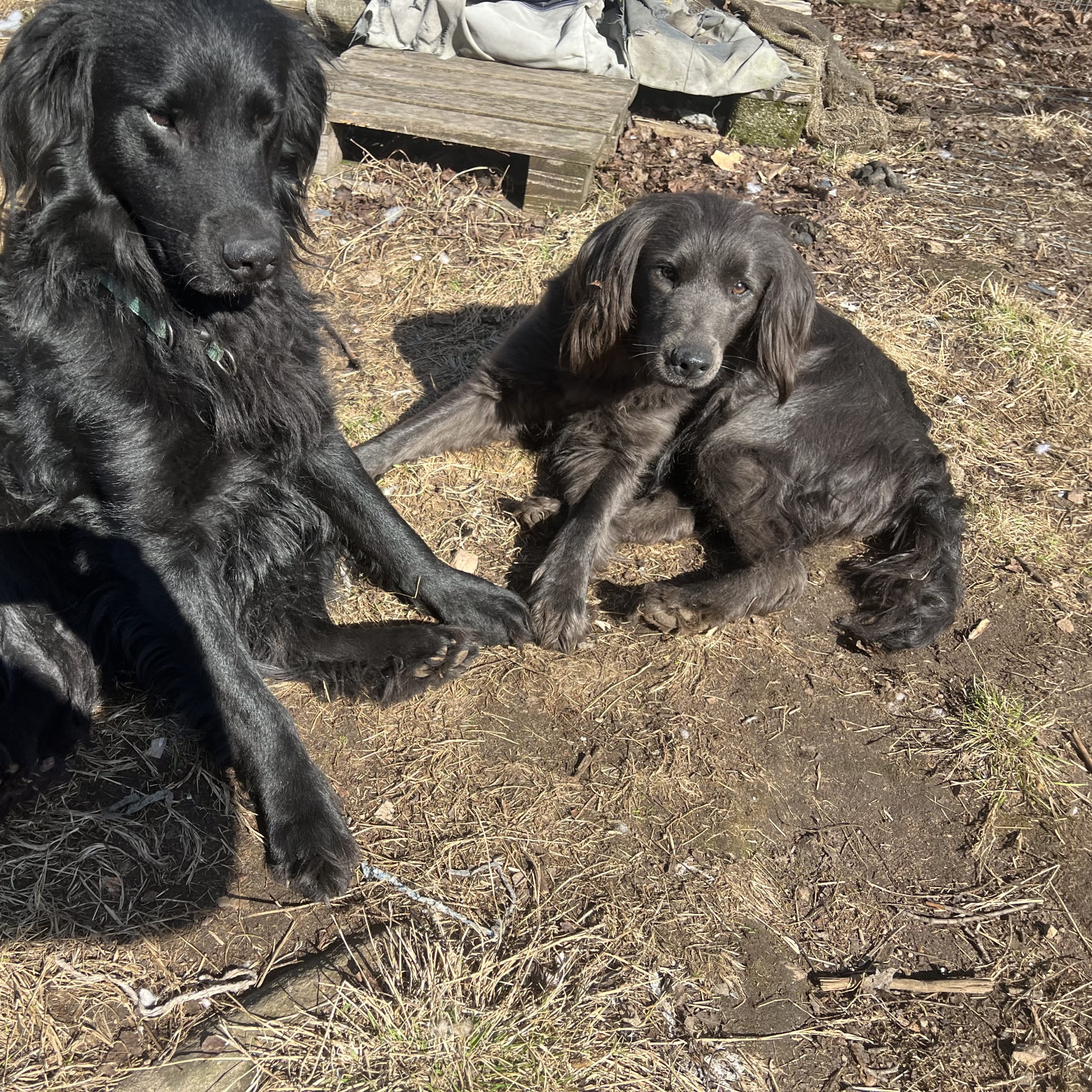 Blandras labrador, Newfoundland och bordercollie