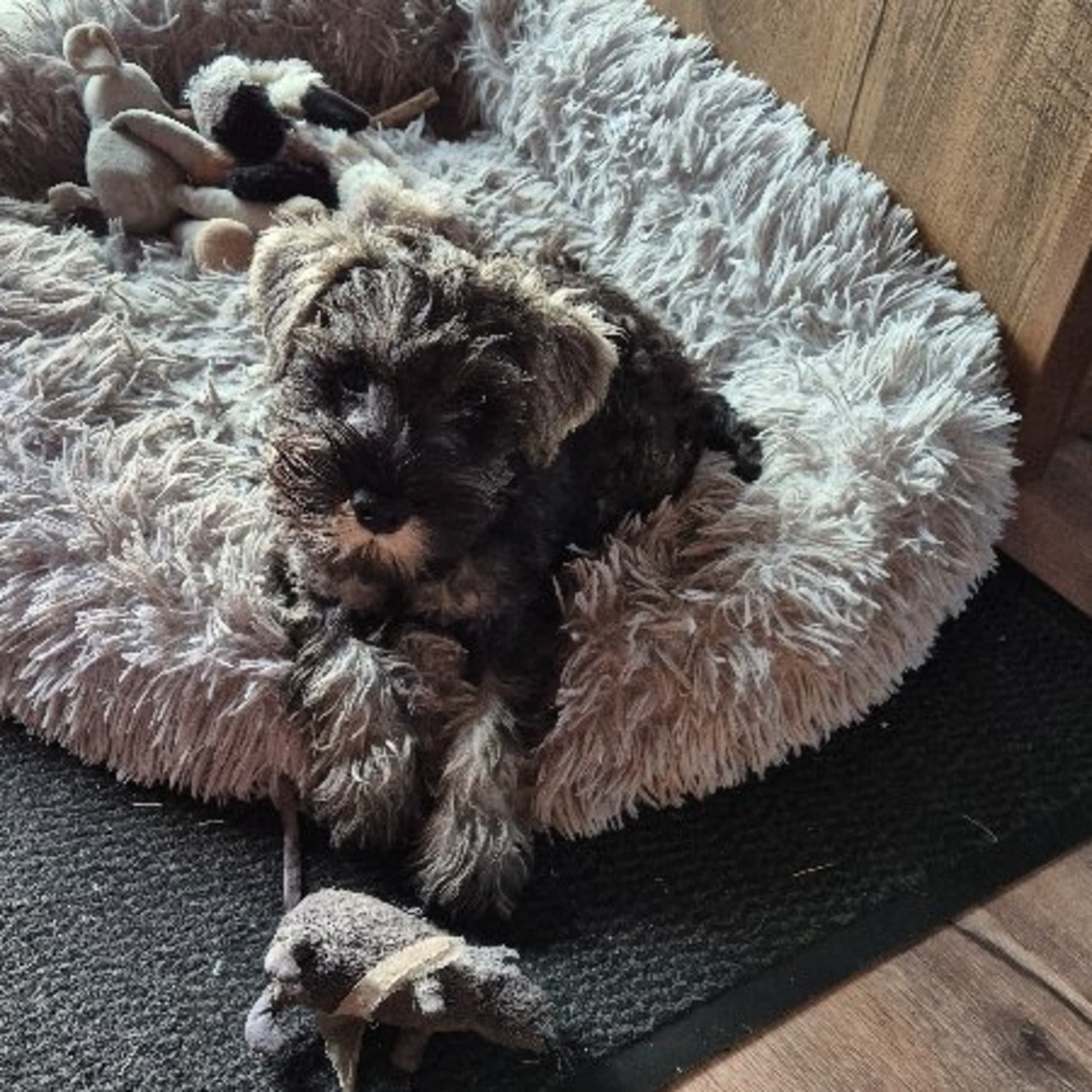 Dvärgschnauzer
