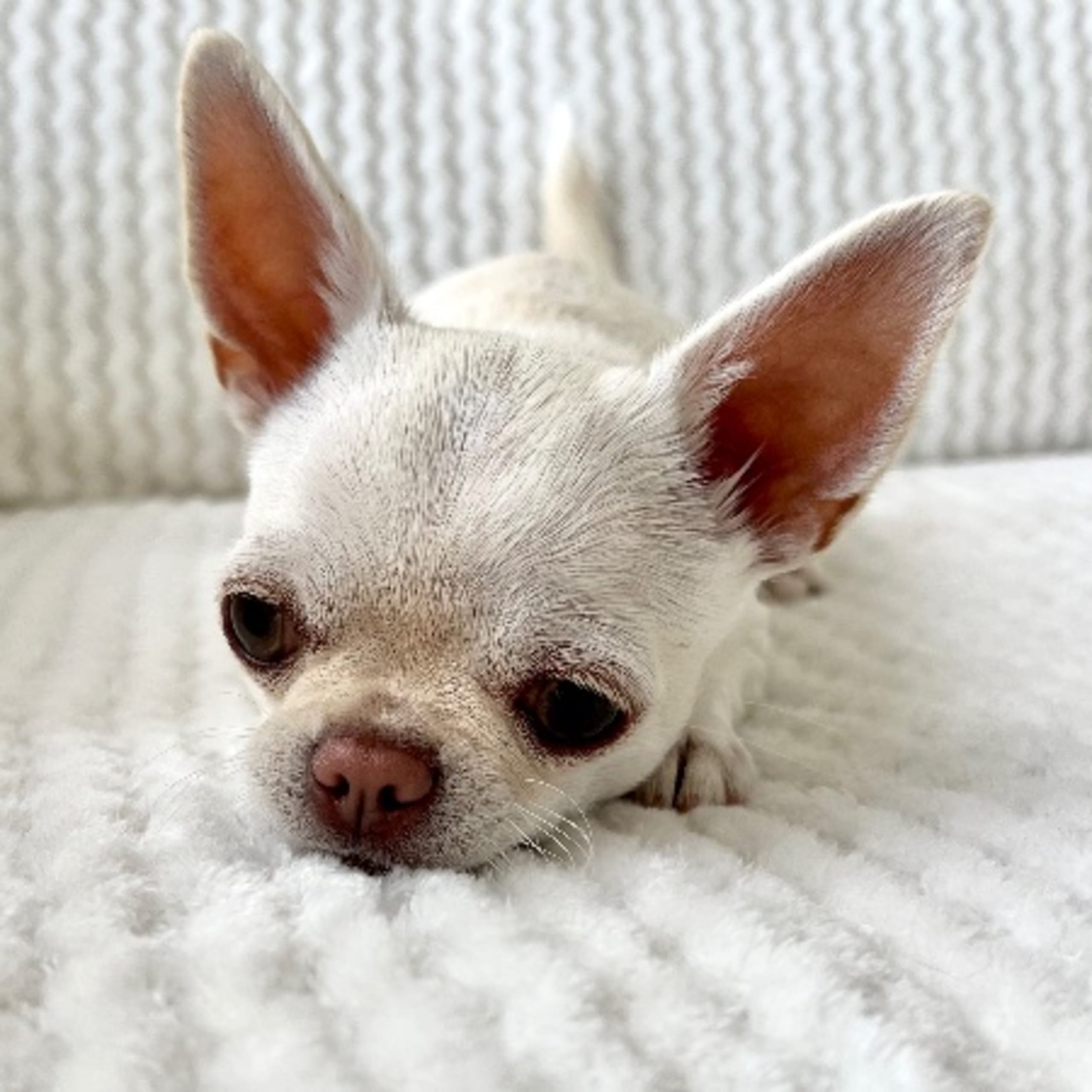 Chihuahua