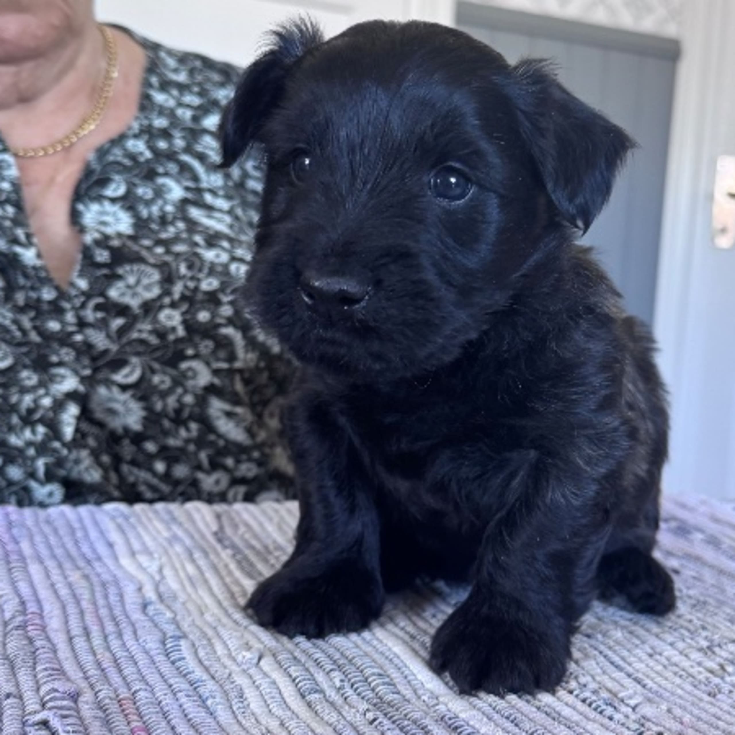 Skyeterrier