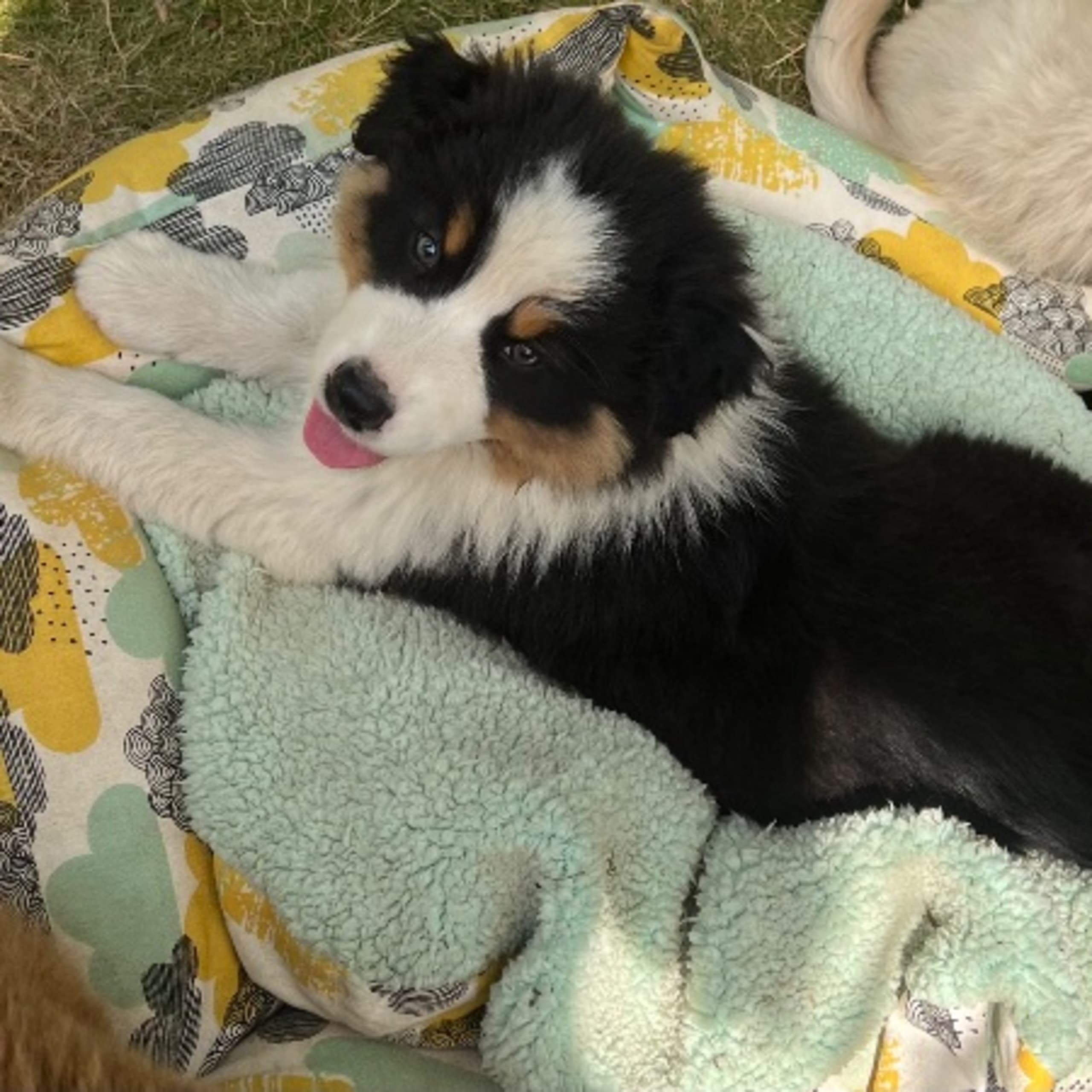 Australian shepherd