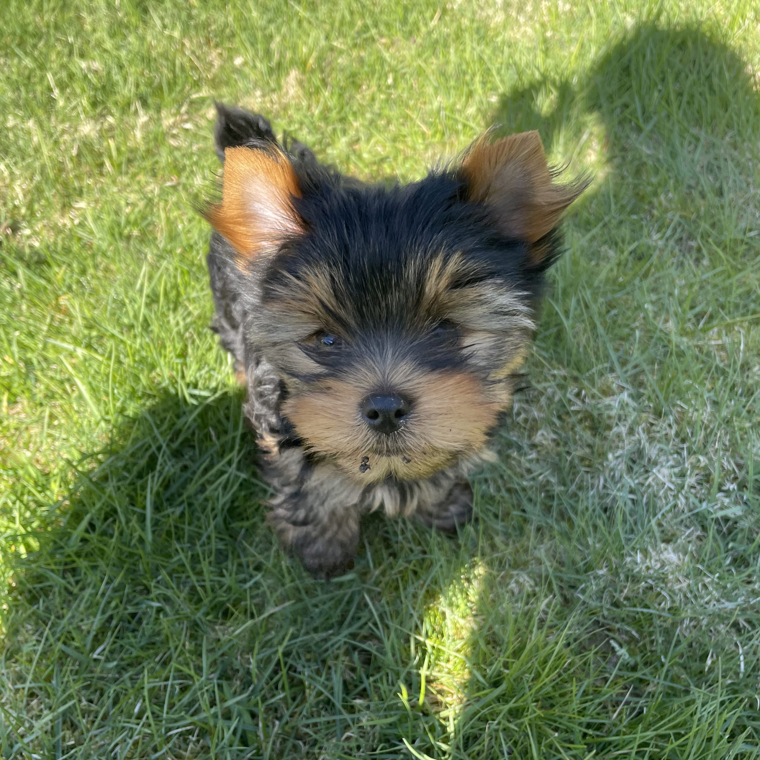 Yorkshireterrier