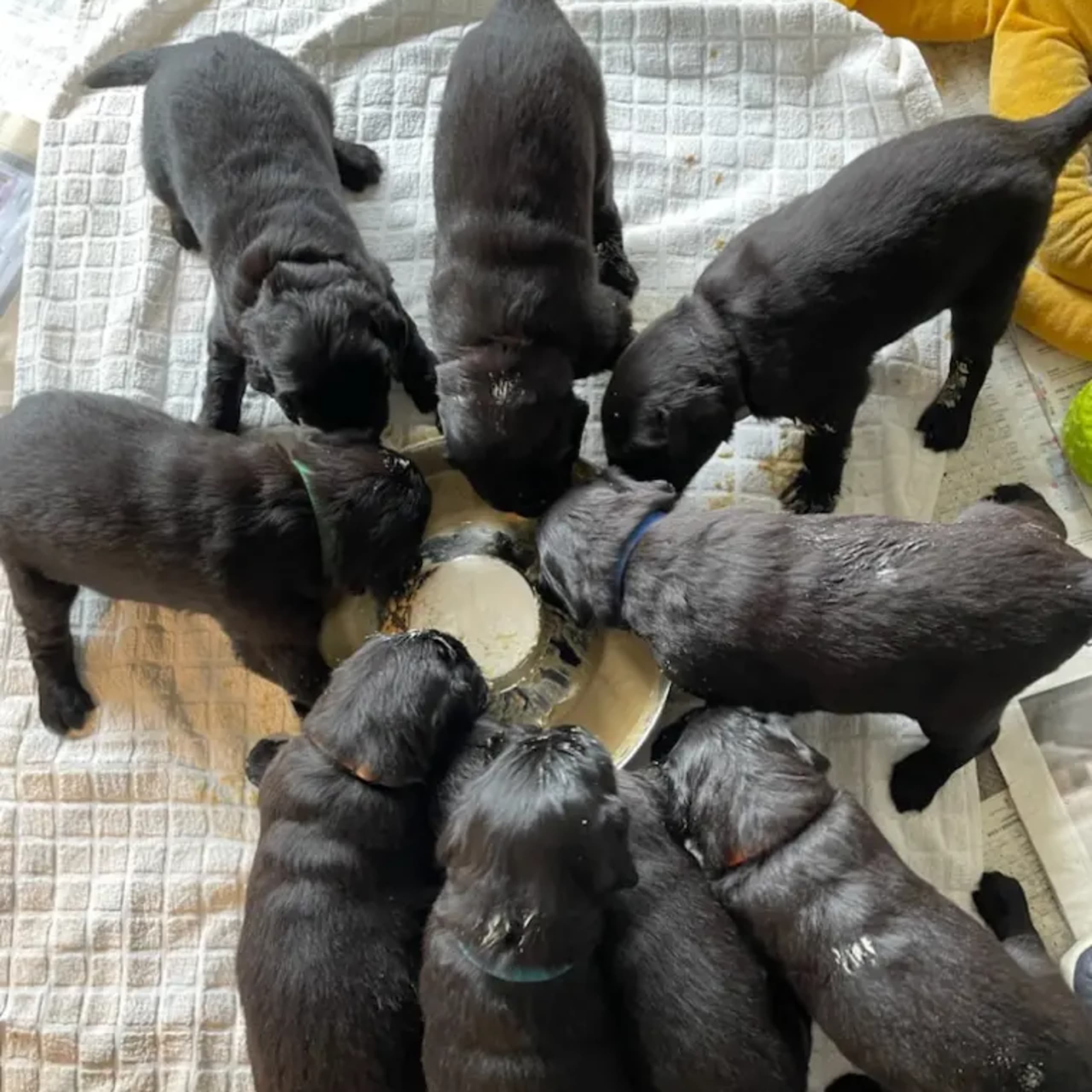 Flatcoated retriever