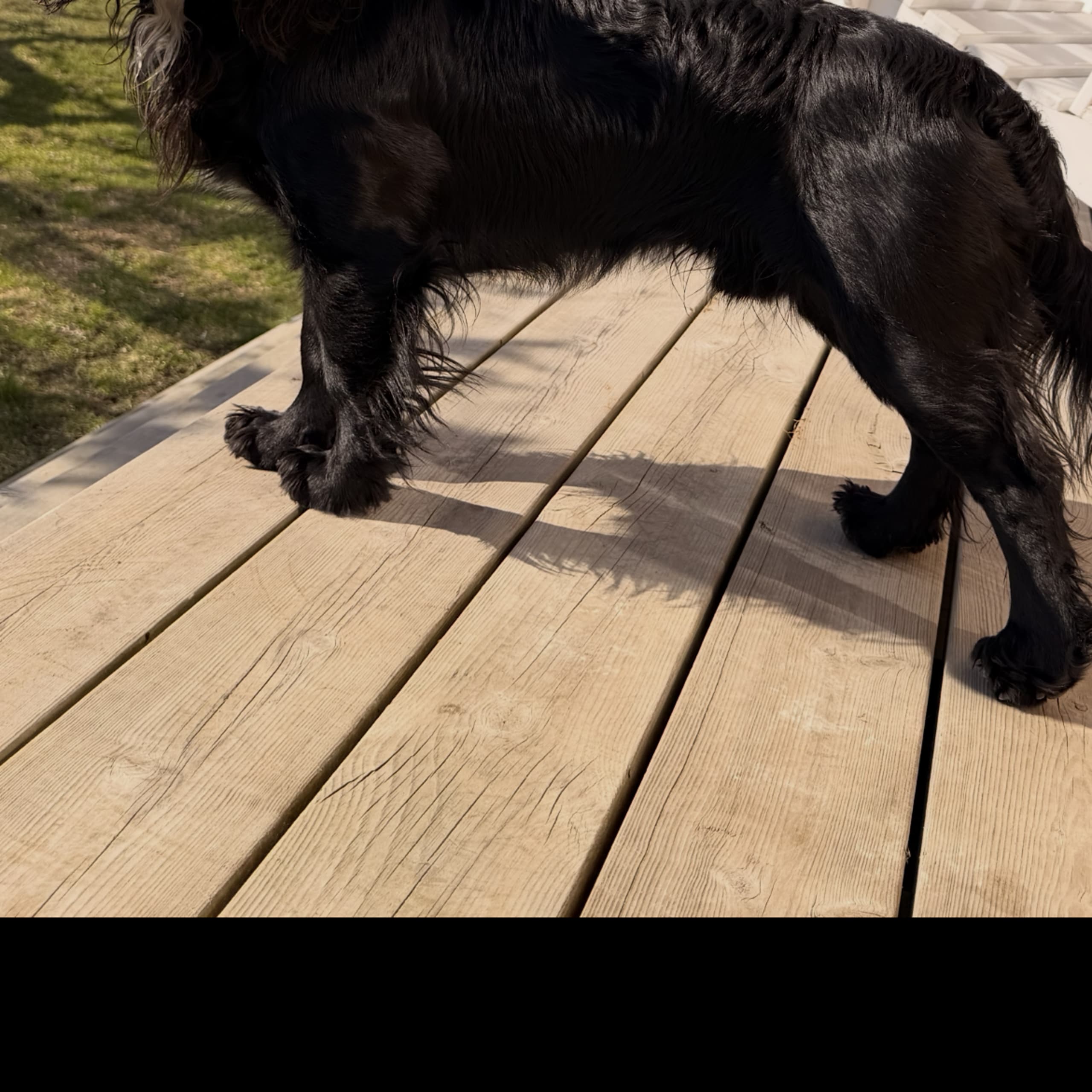 Cocker spaniel