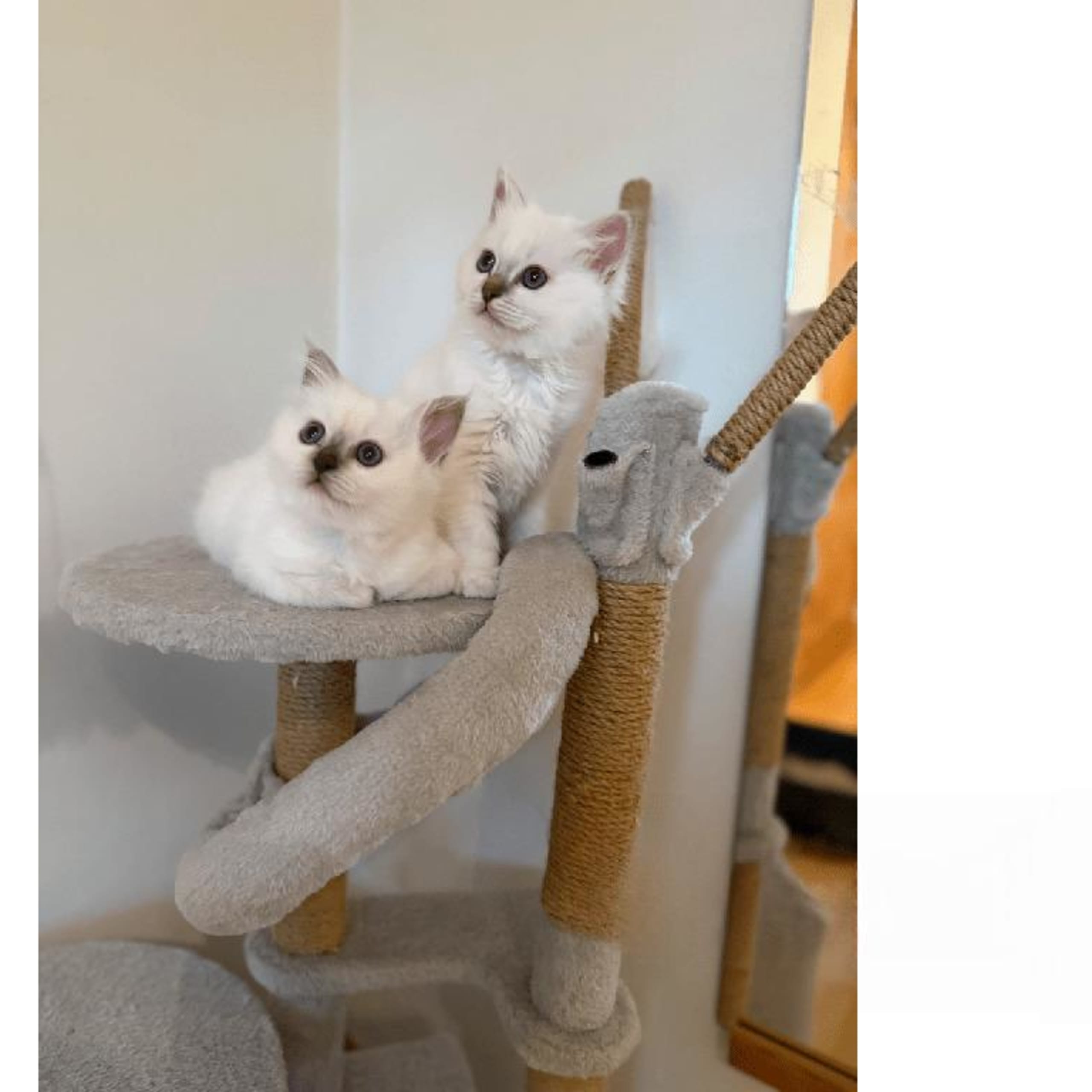 SE*DiddlyPawsFarm