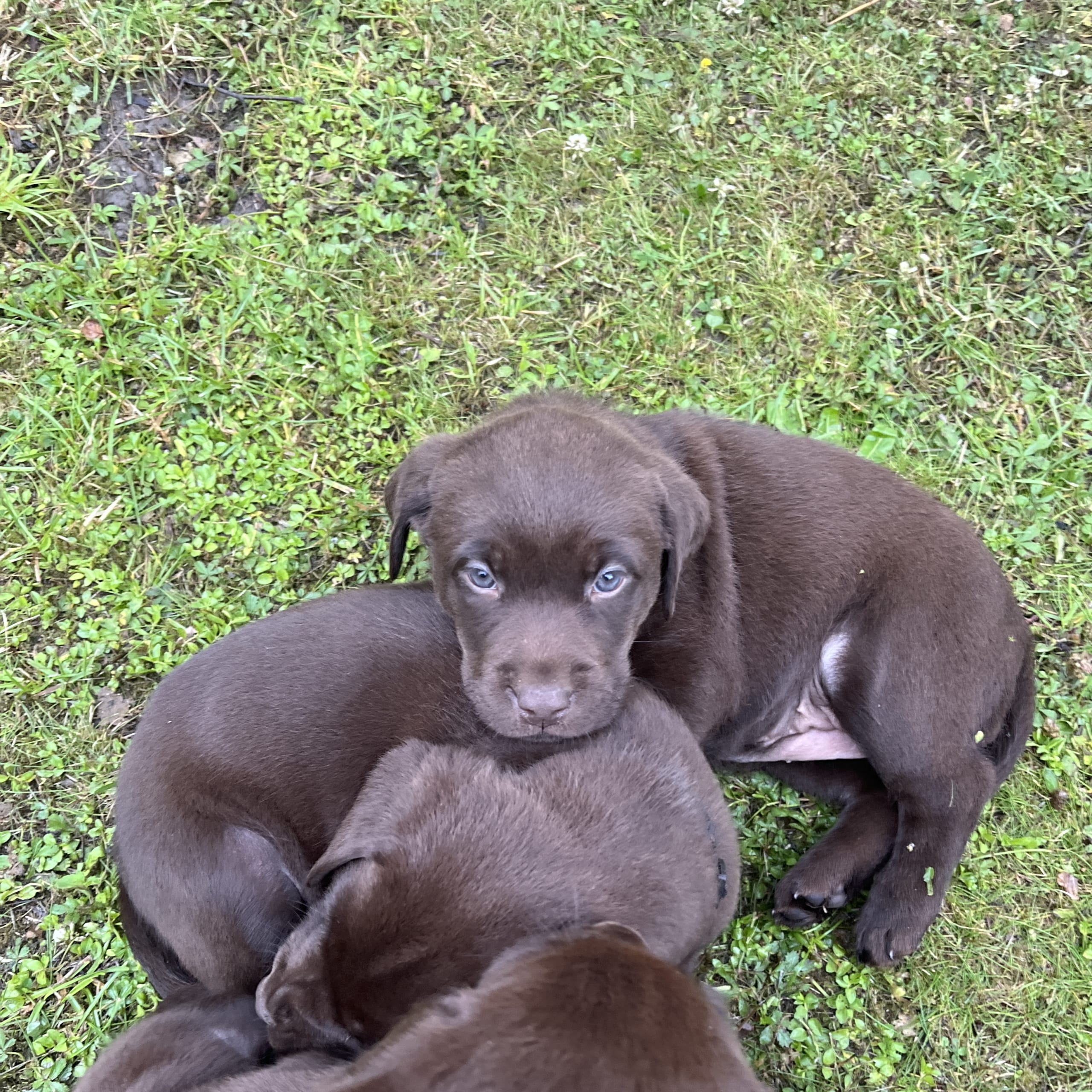 Labrador retriever