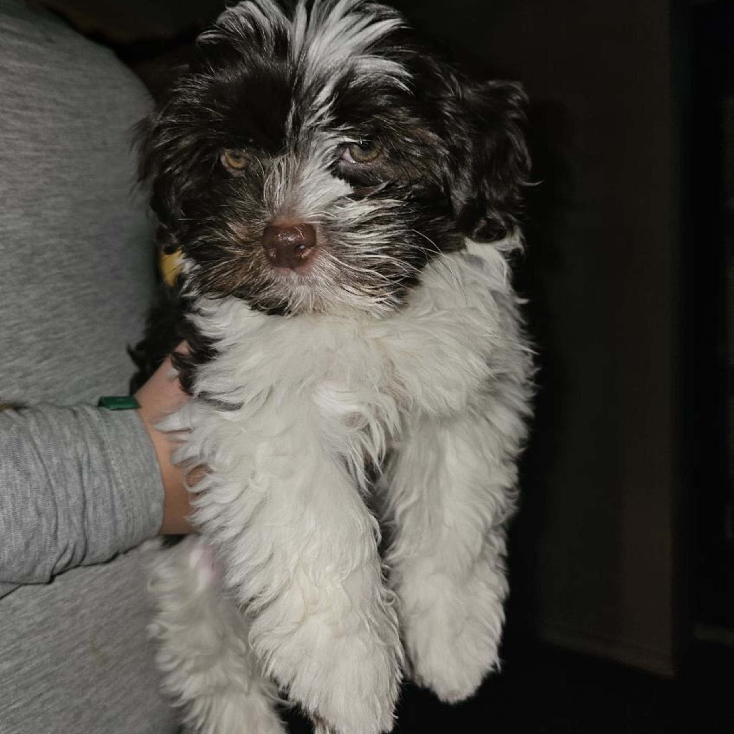 Bichon havanais