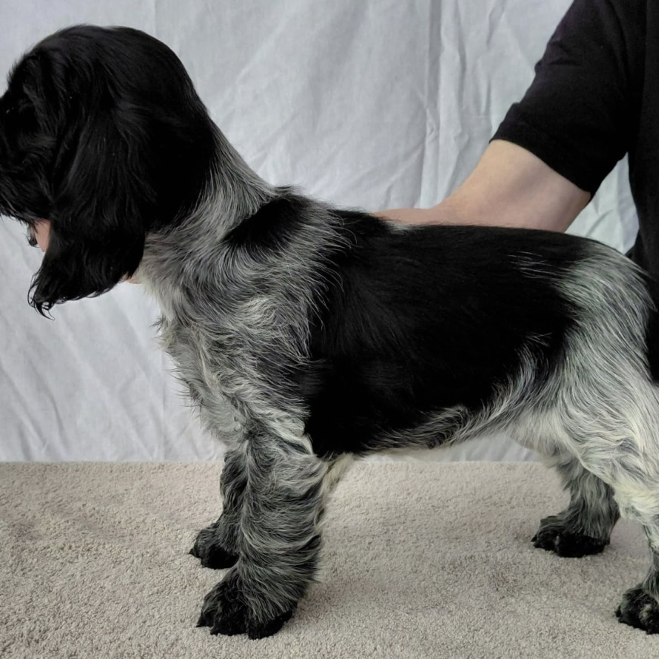 Cocker spaniel