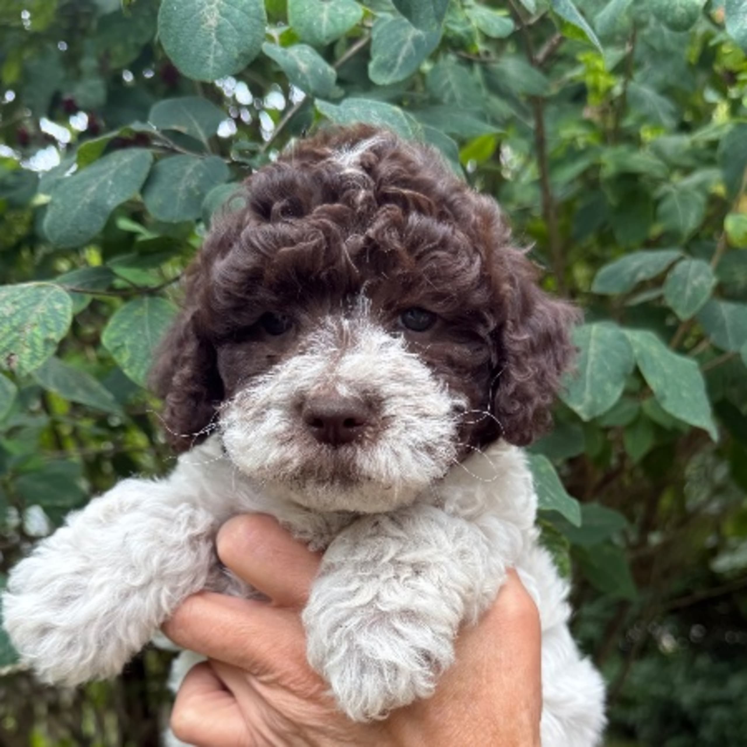 Lagotto romagnolo