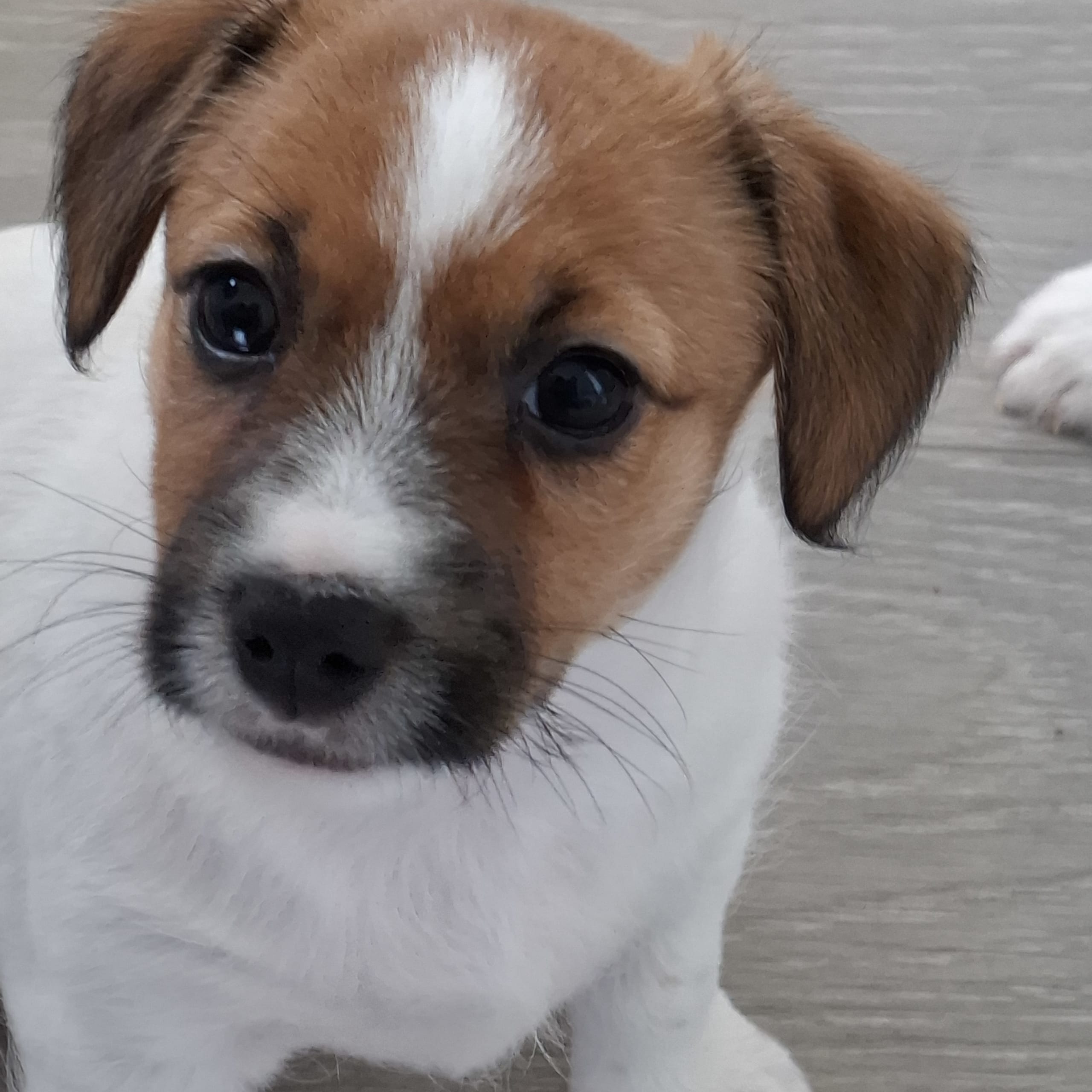 Jack russell terrier