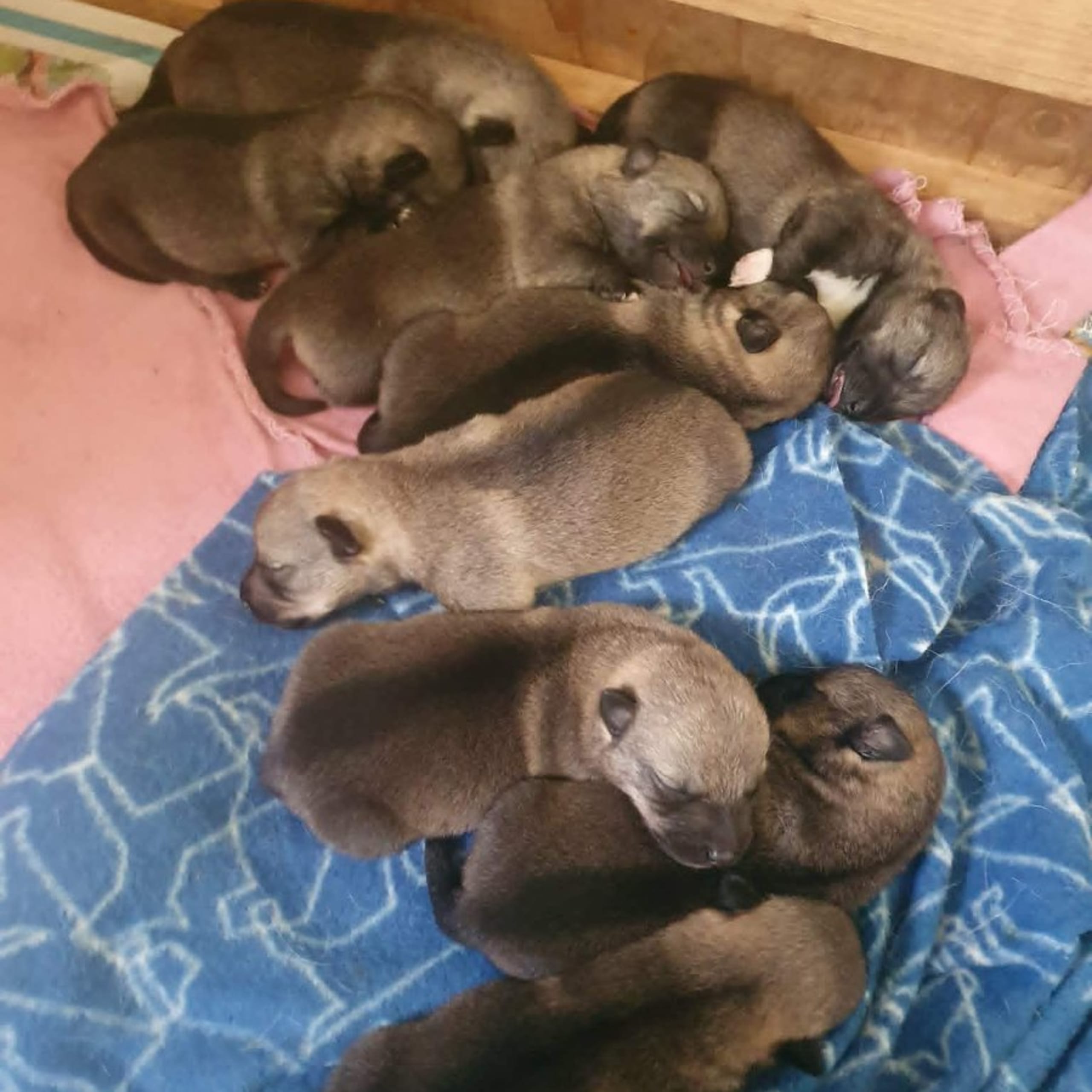 Västgötaspets