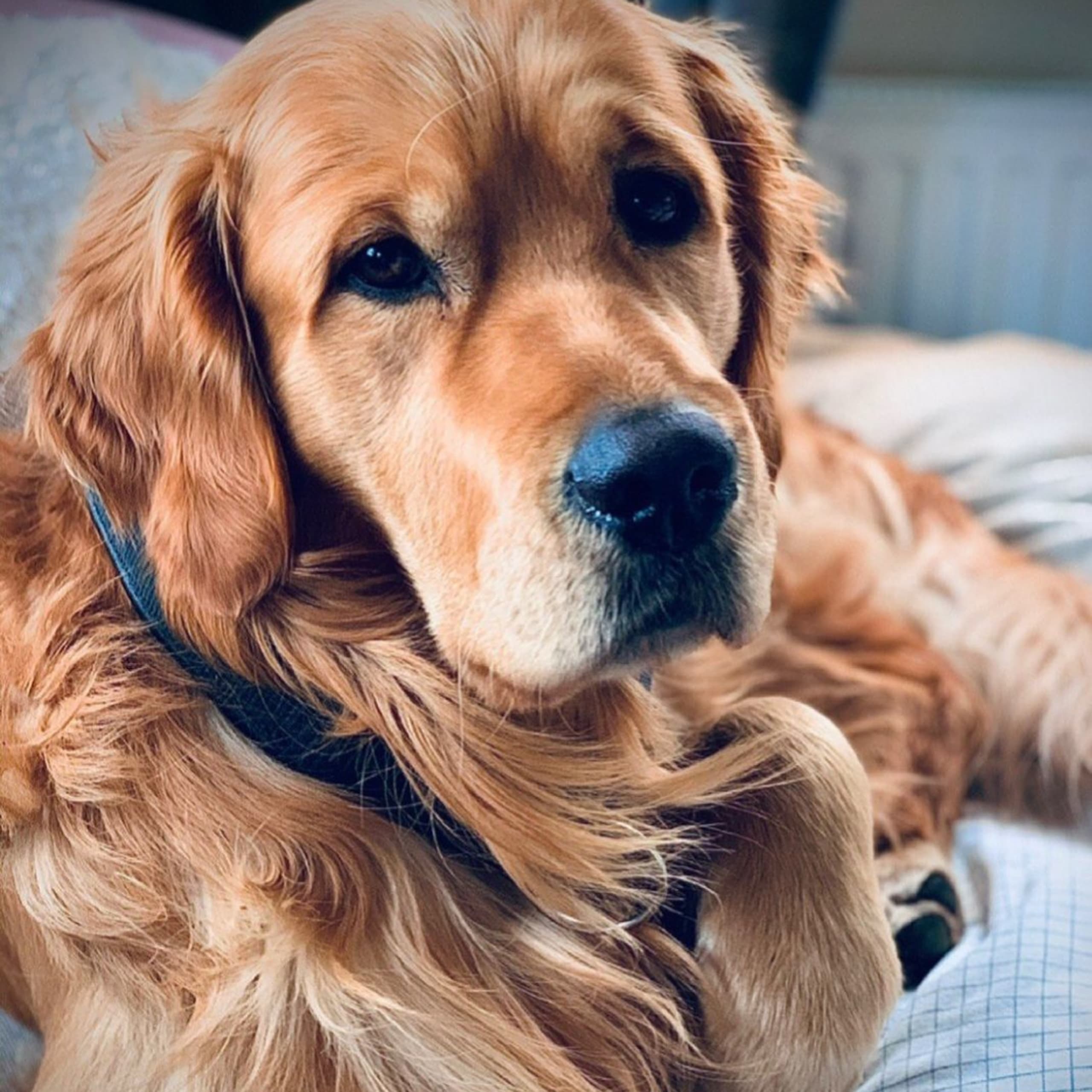 Golden retriever