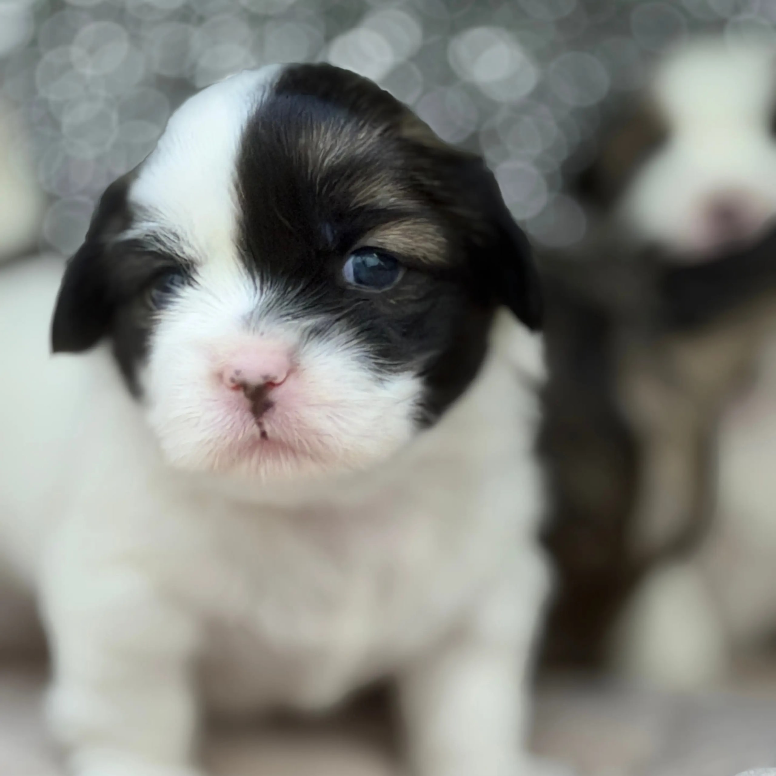 Tibetansk spaniel