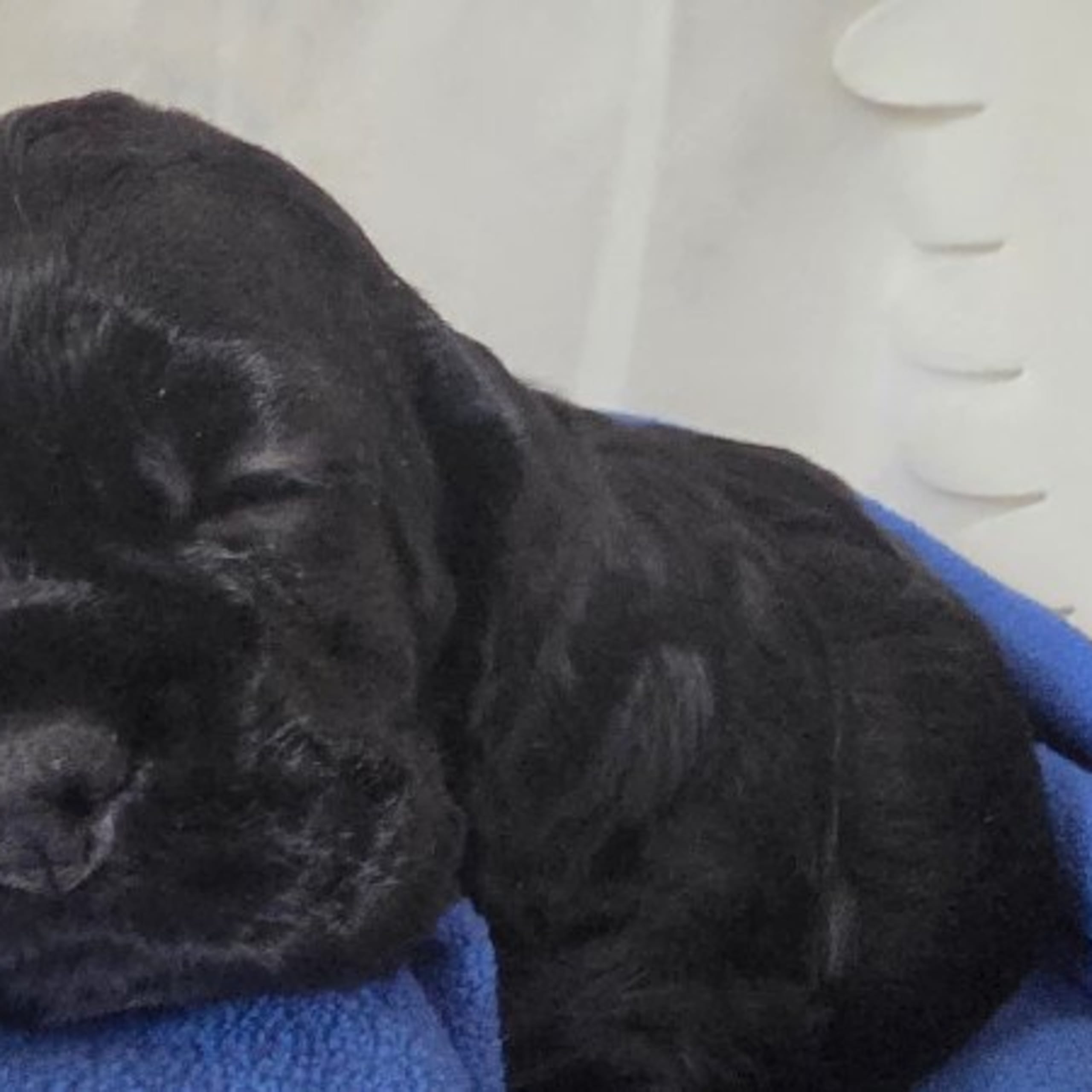 Amerikansk cocker spaniel