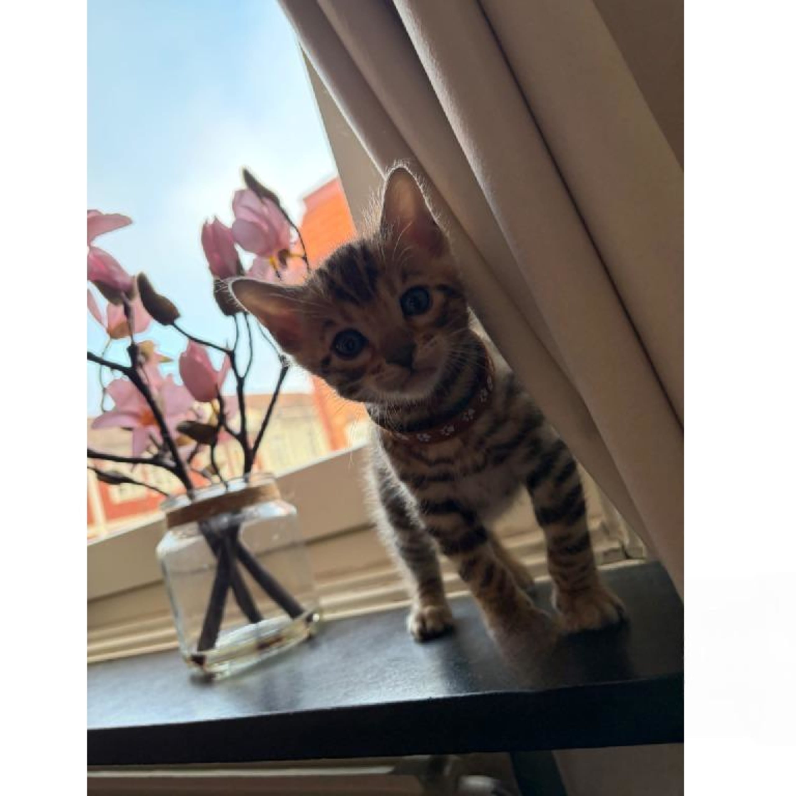 Bengal