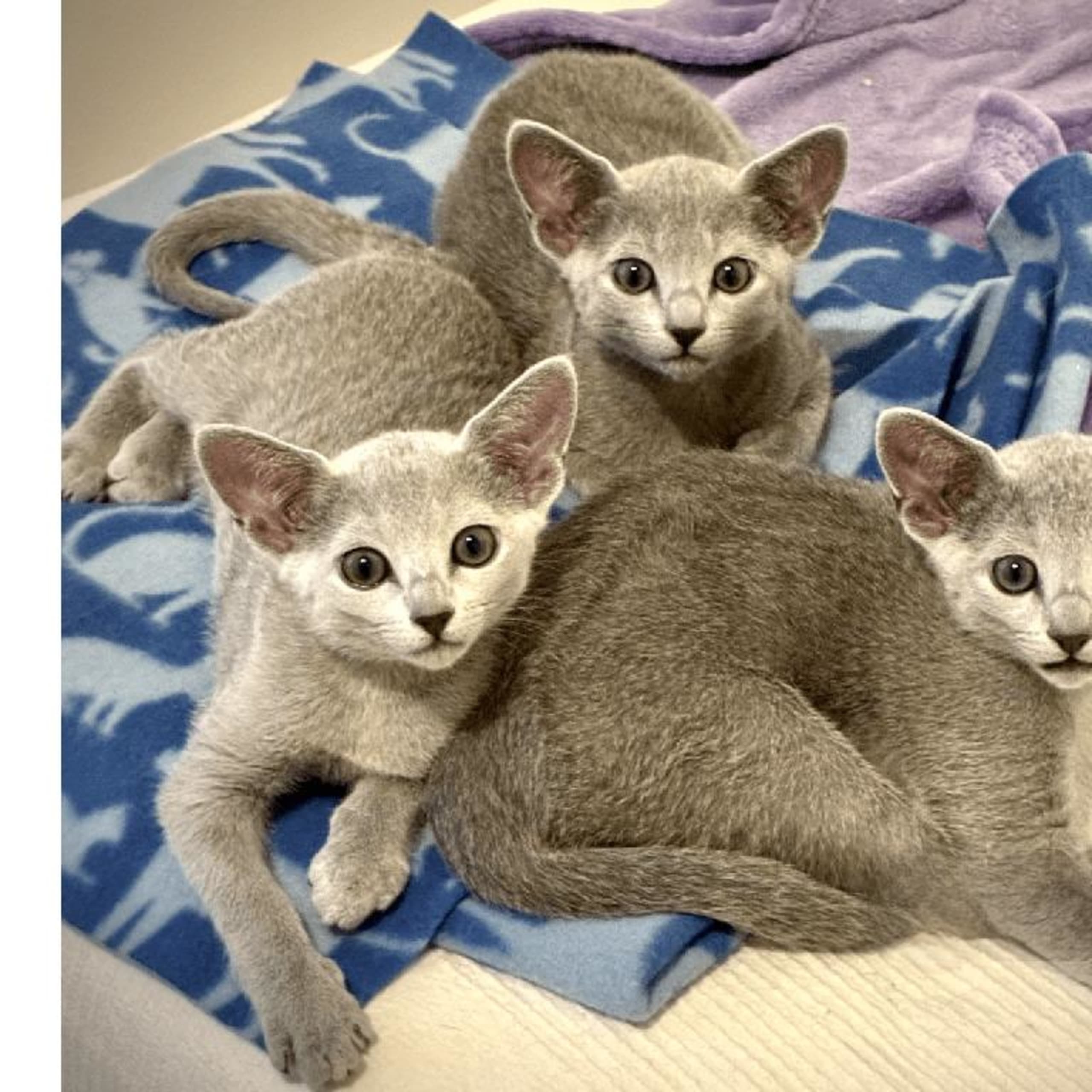 Russian Blue