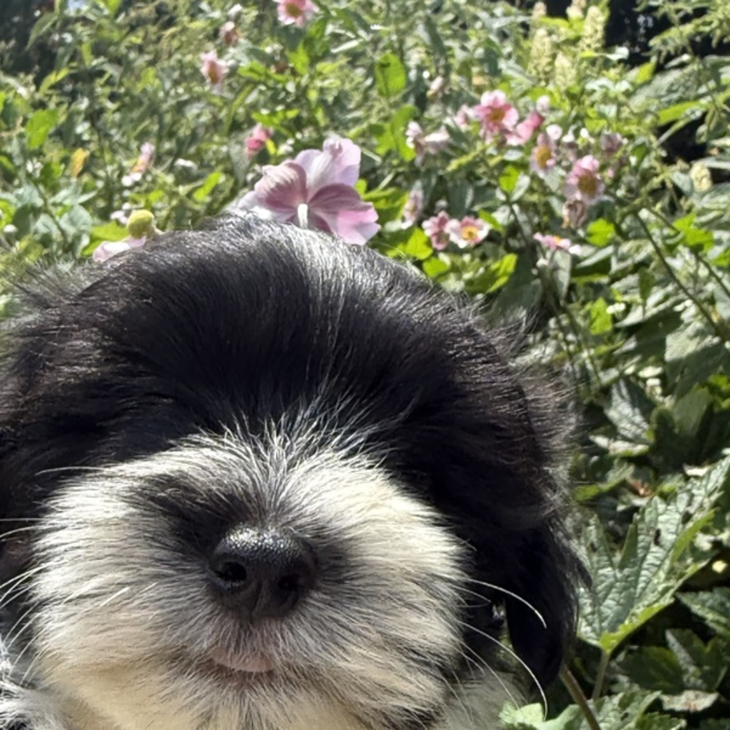 House of silky dogs