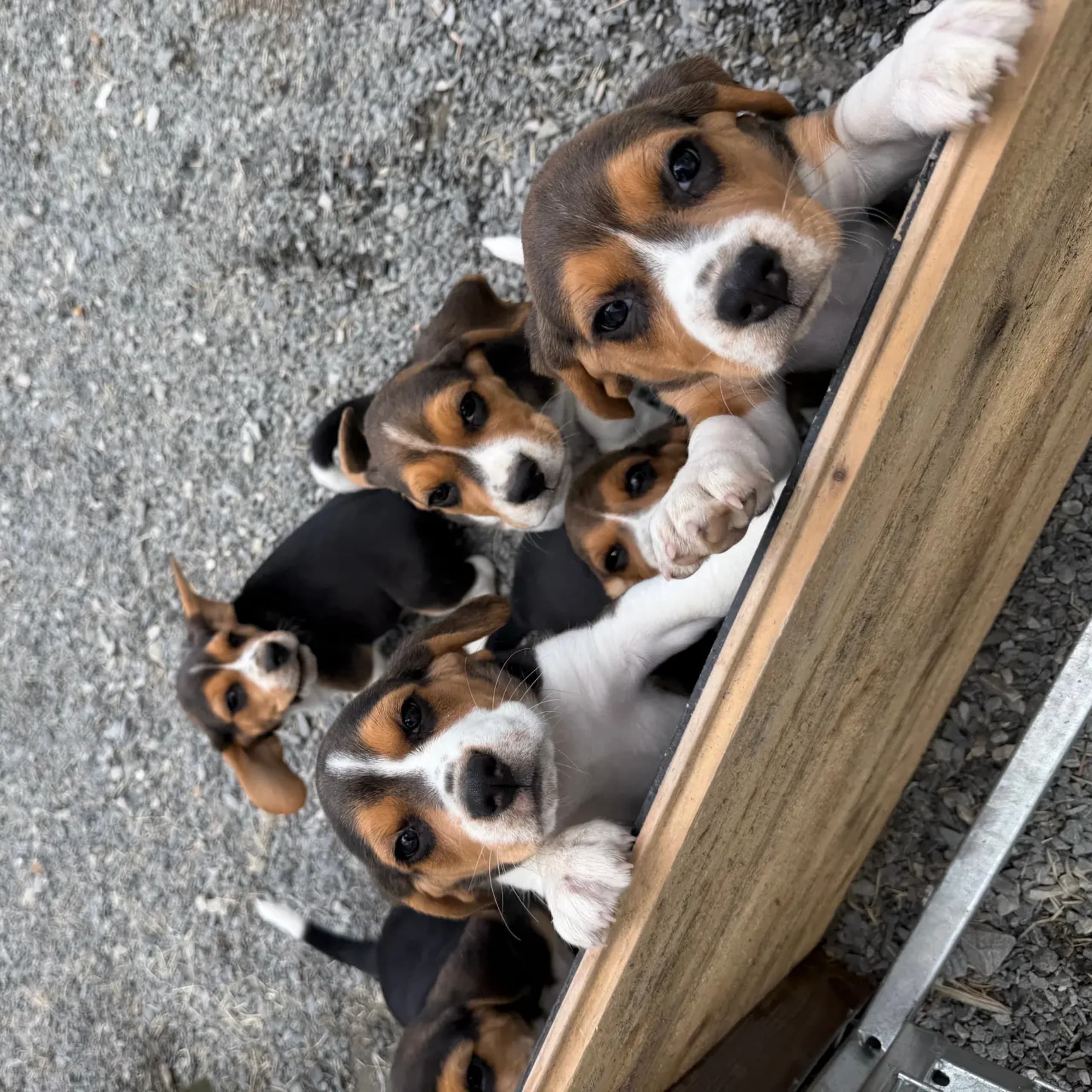 Beagle