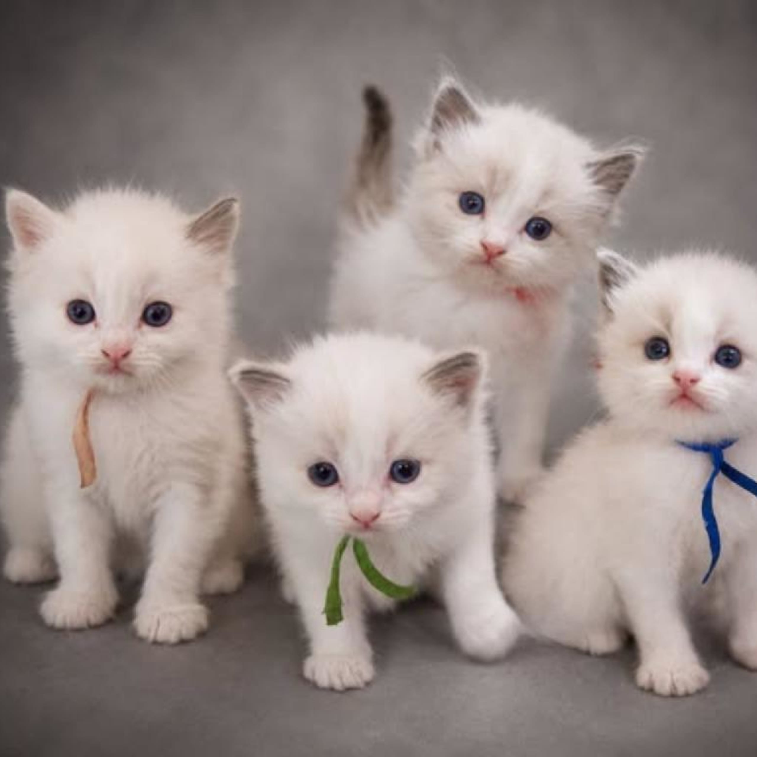 Ragdoll
