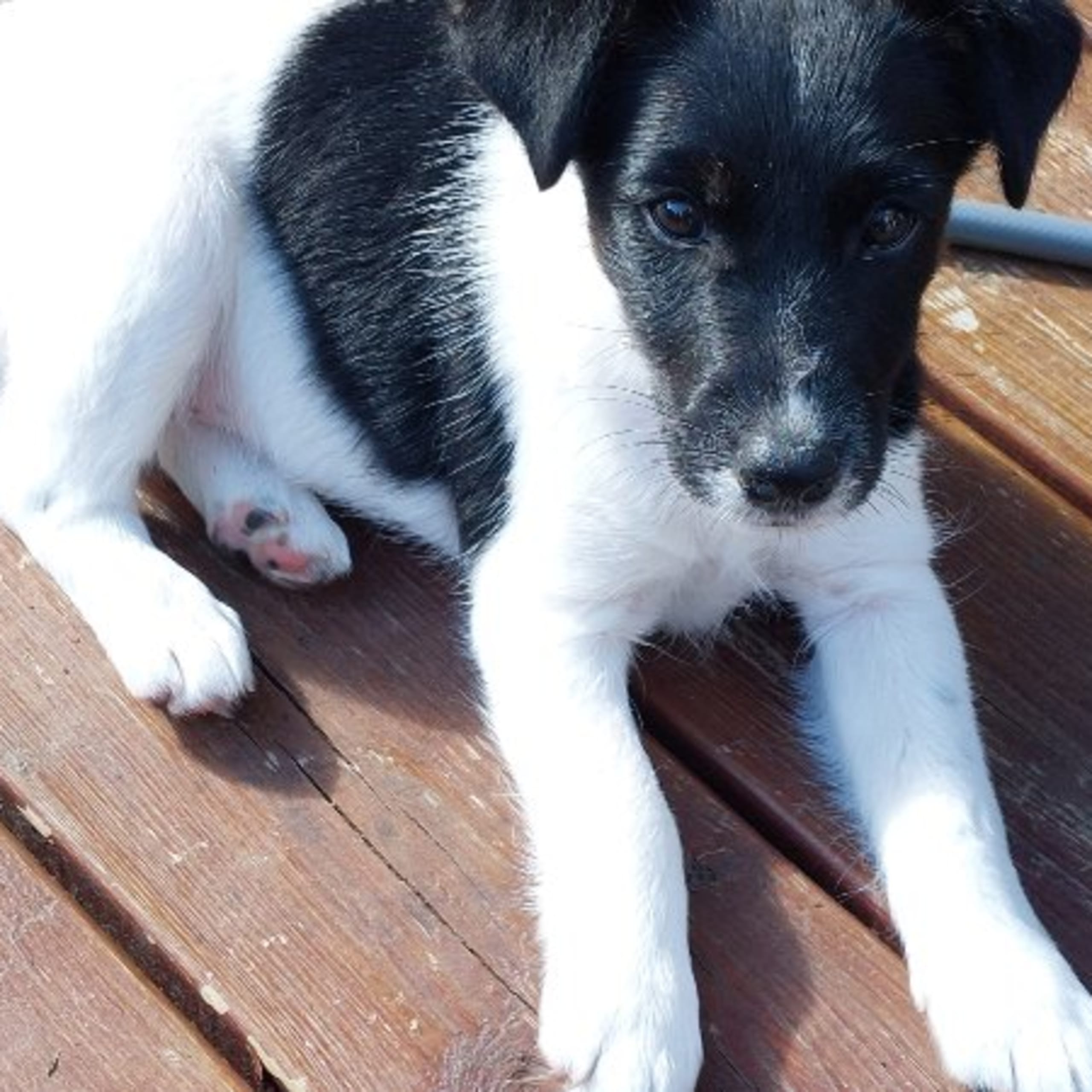 Släthårig foxterrier