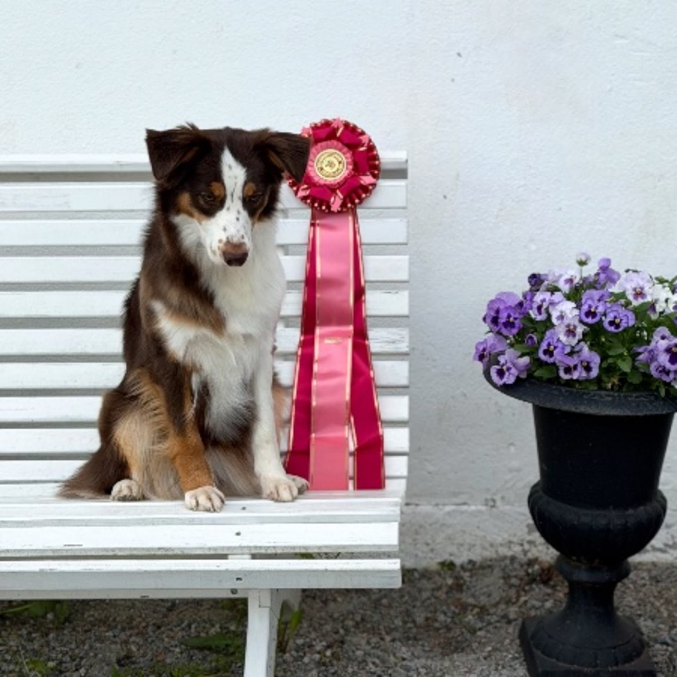 Miniature american shepherd