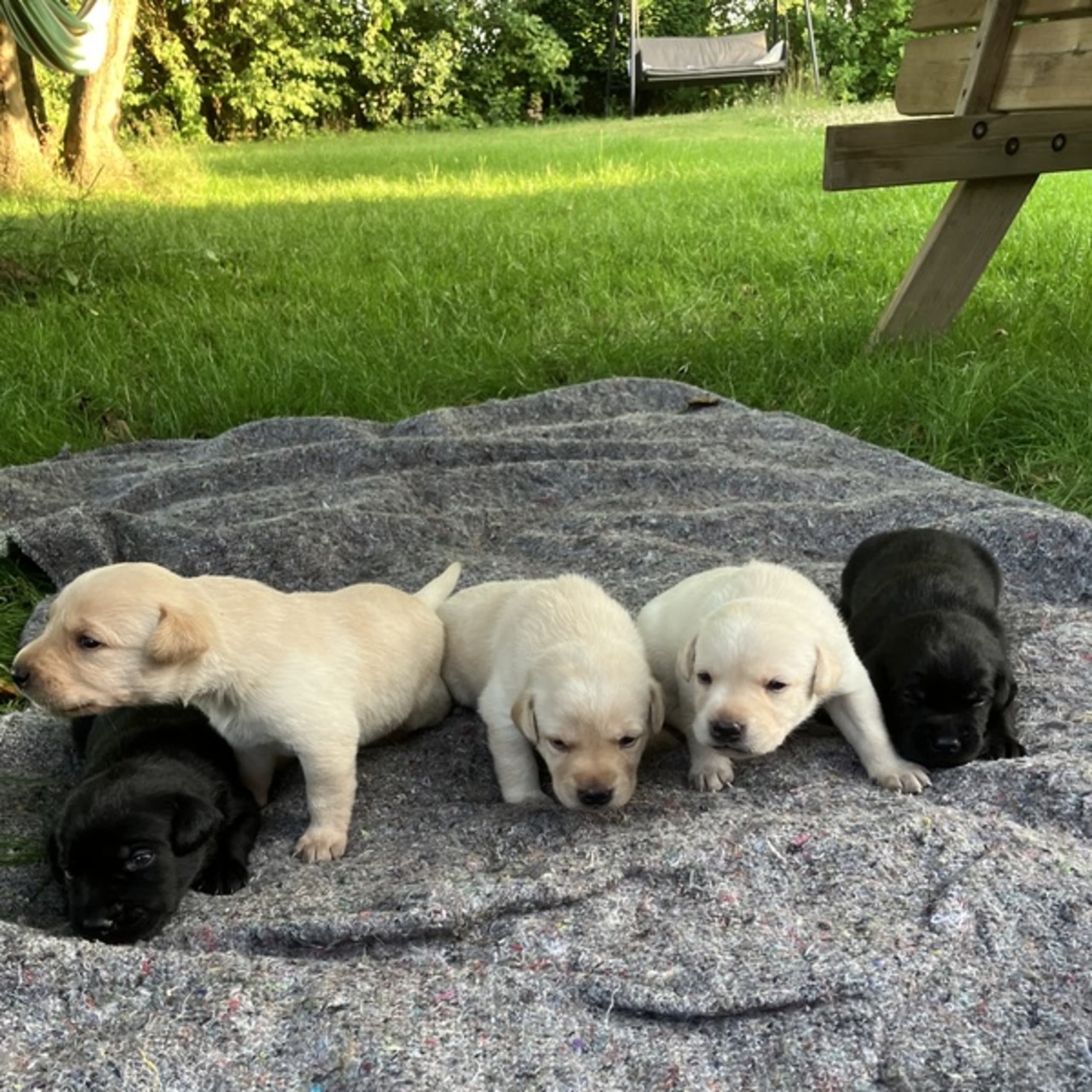 Labrador retriever