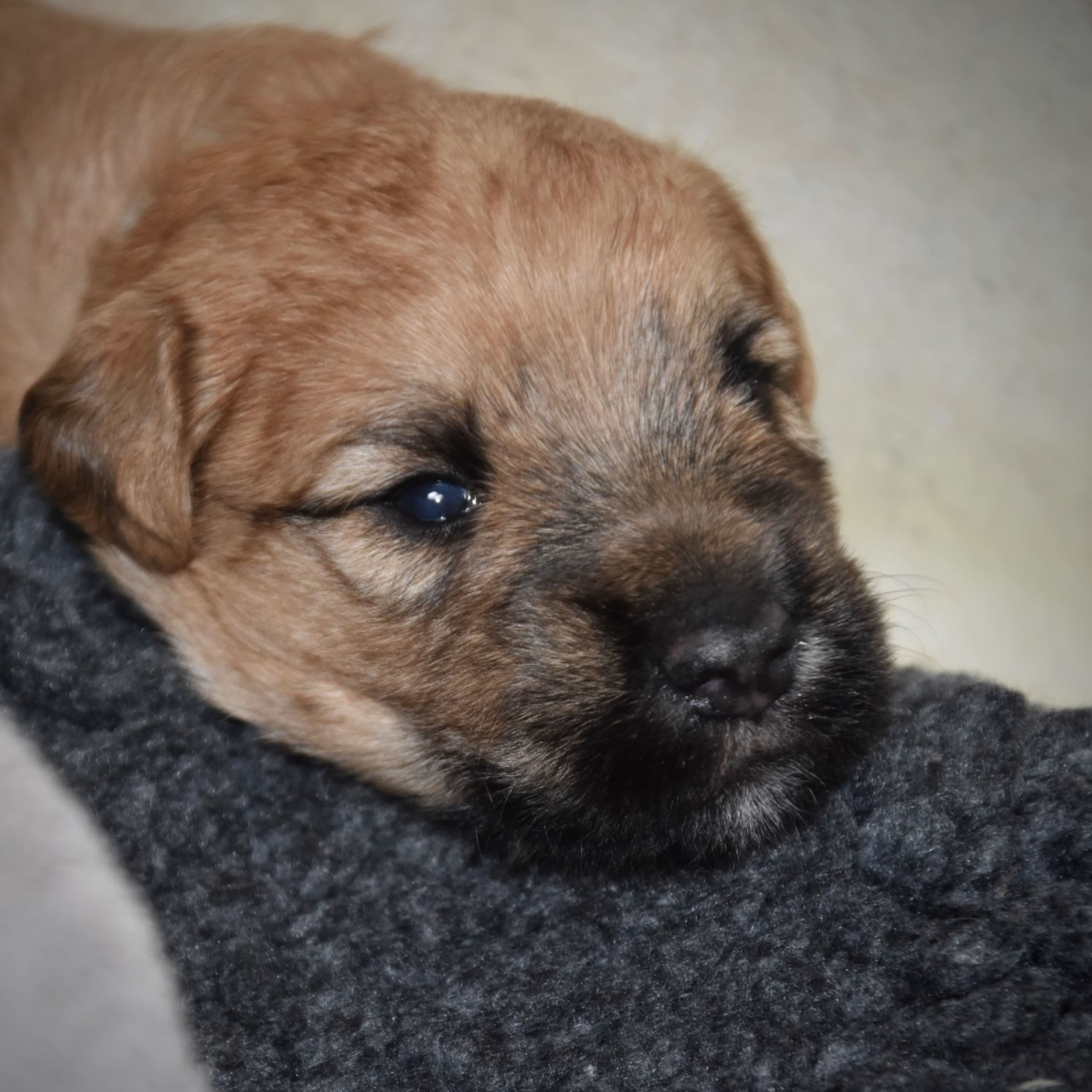 Irish softcoated wheaten terrier