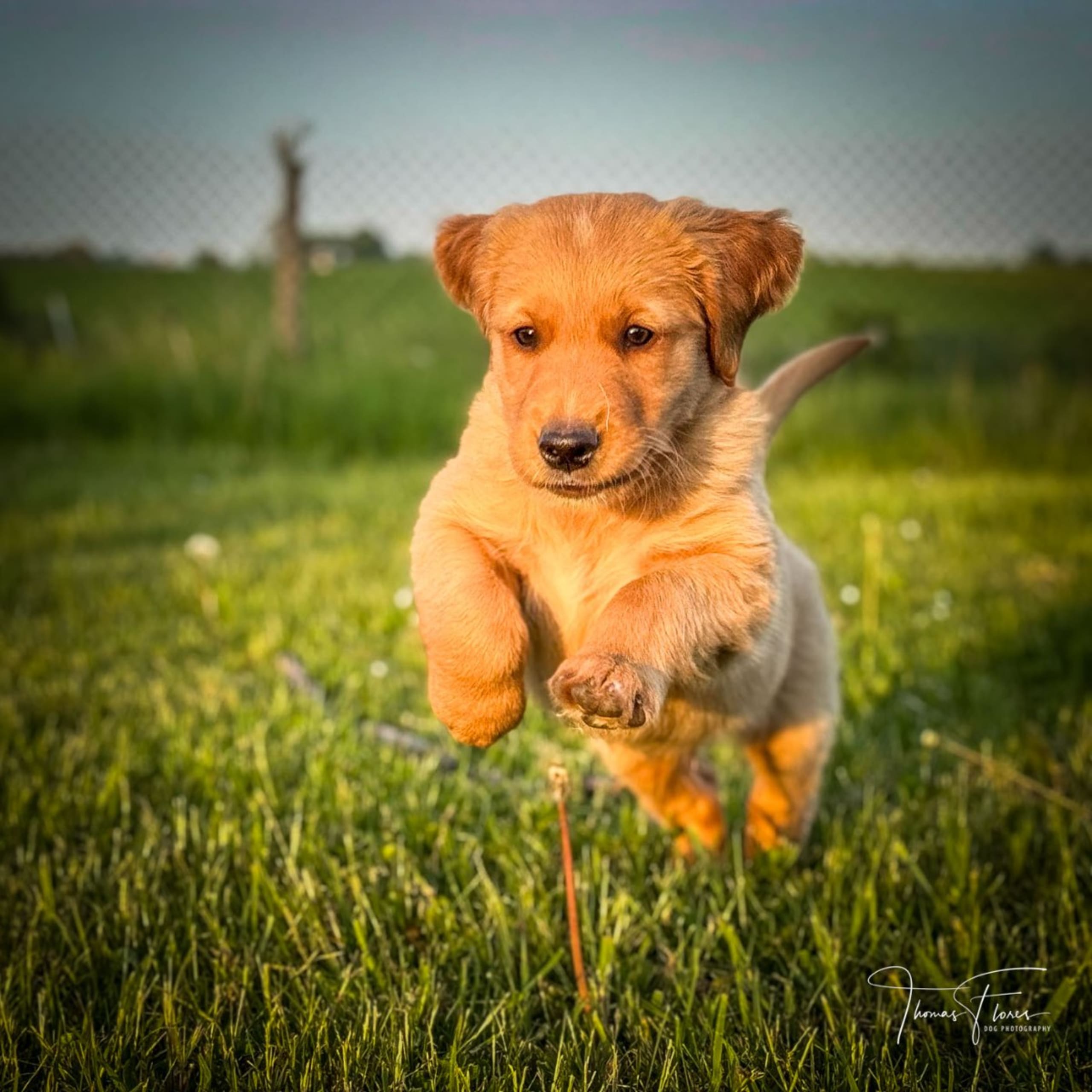 Golden Retriever