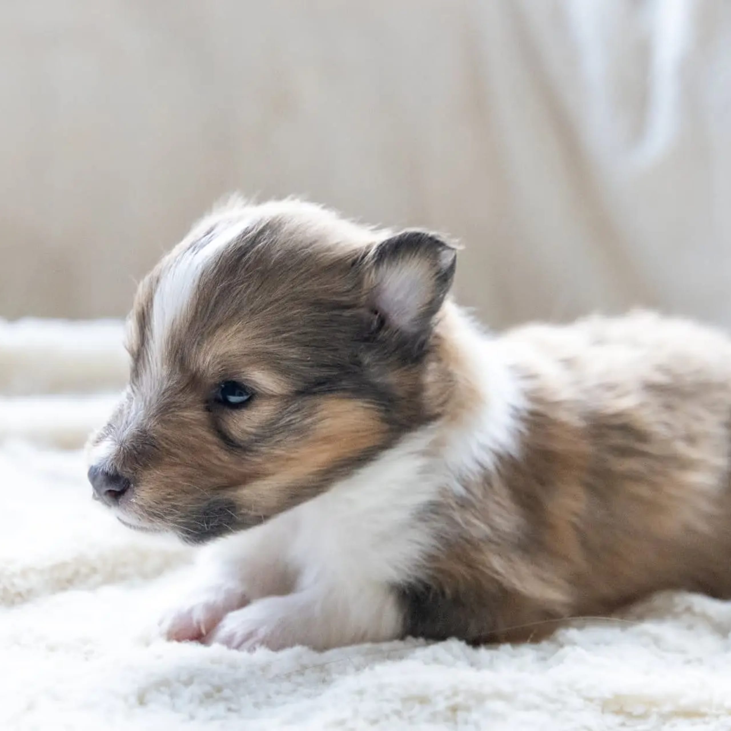 Shetland sheepdog