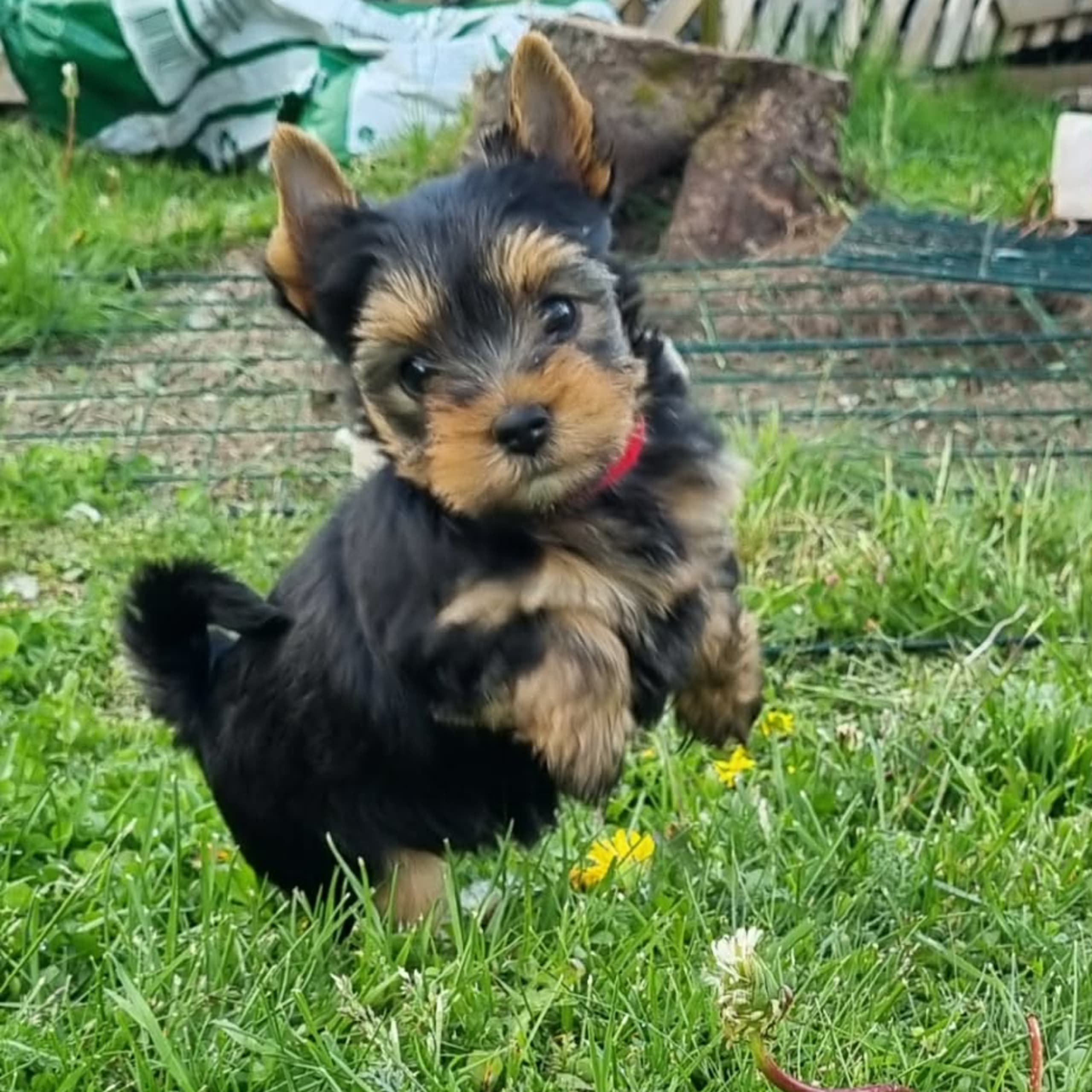 Yorkshire terrier