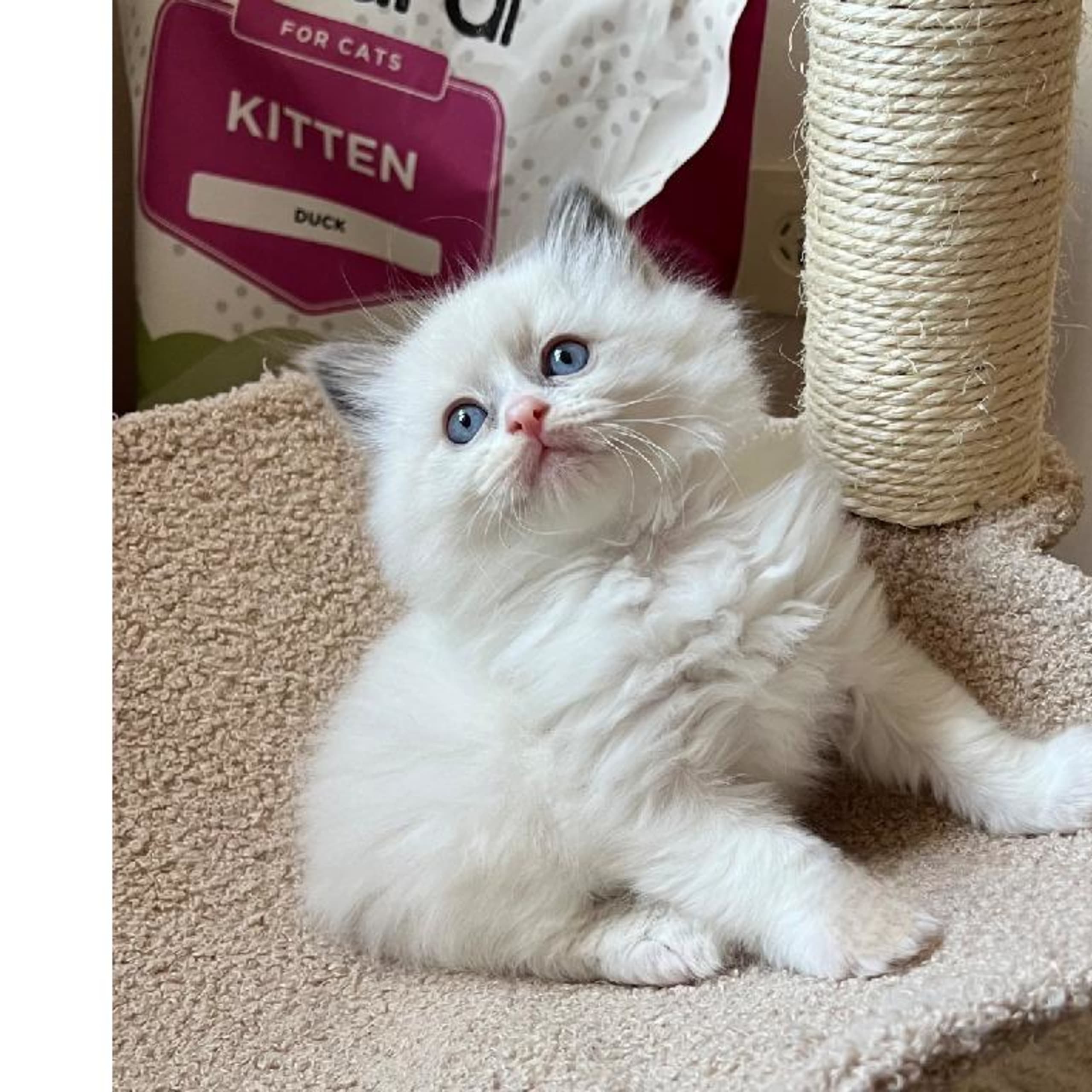 SE*Sapphire Blue Eyes