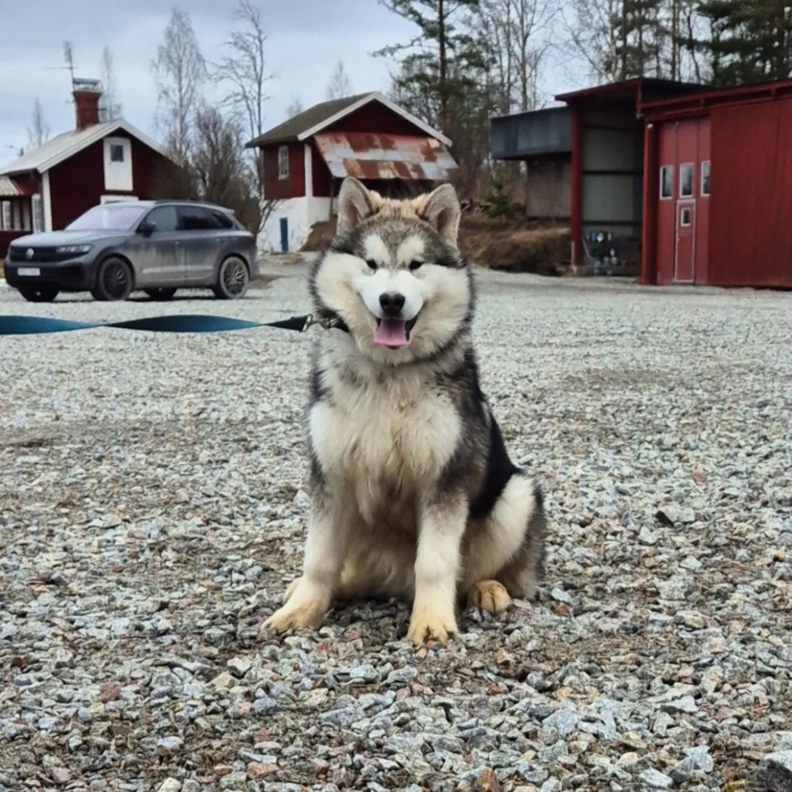 Alaskan malamute