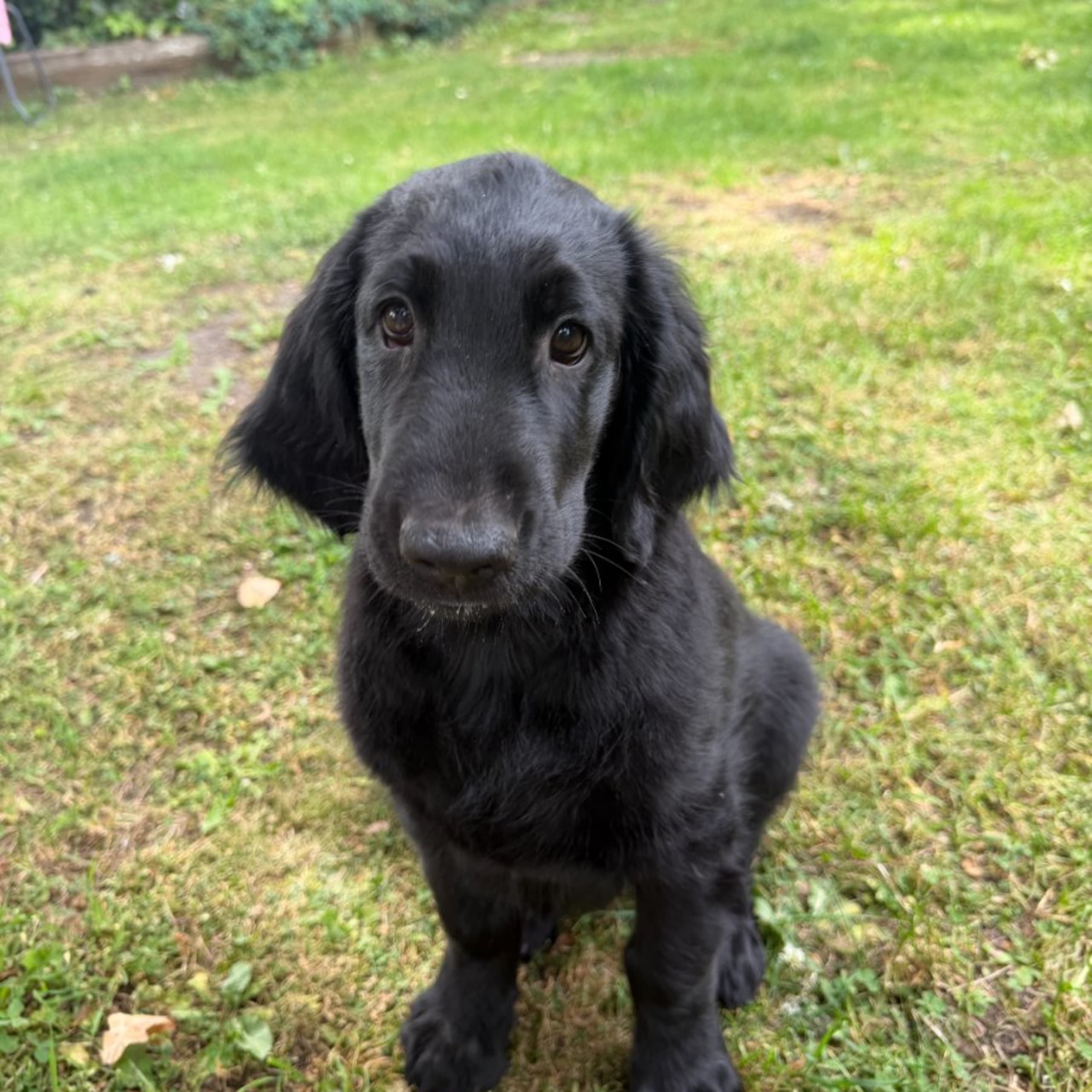 Flatcoated retriever