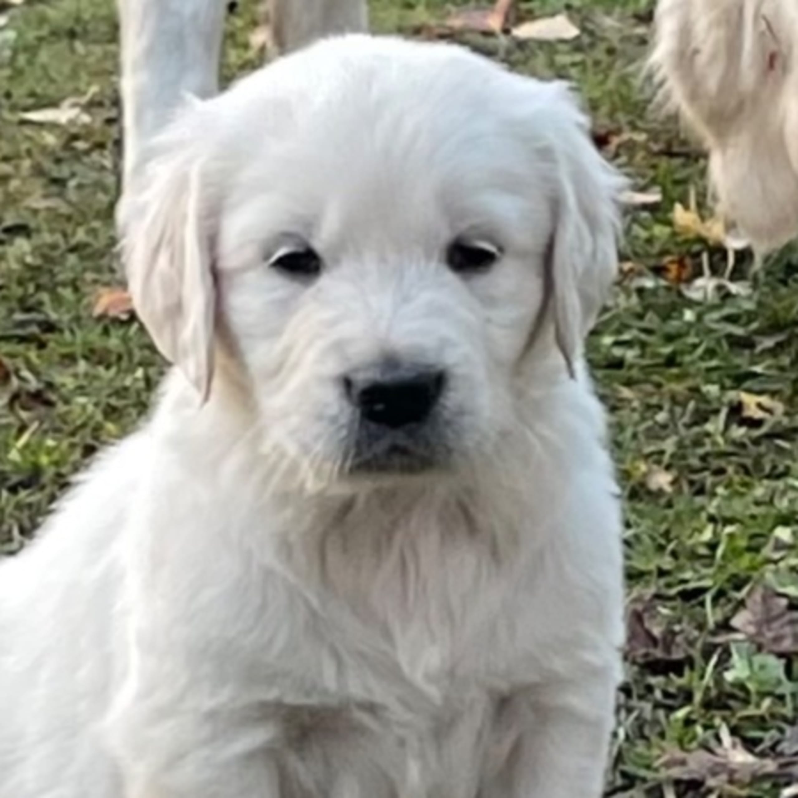 Golden retriever