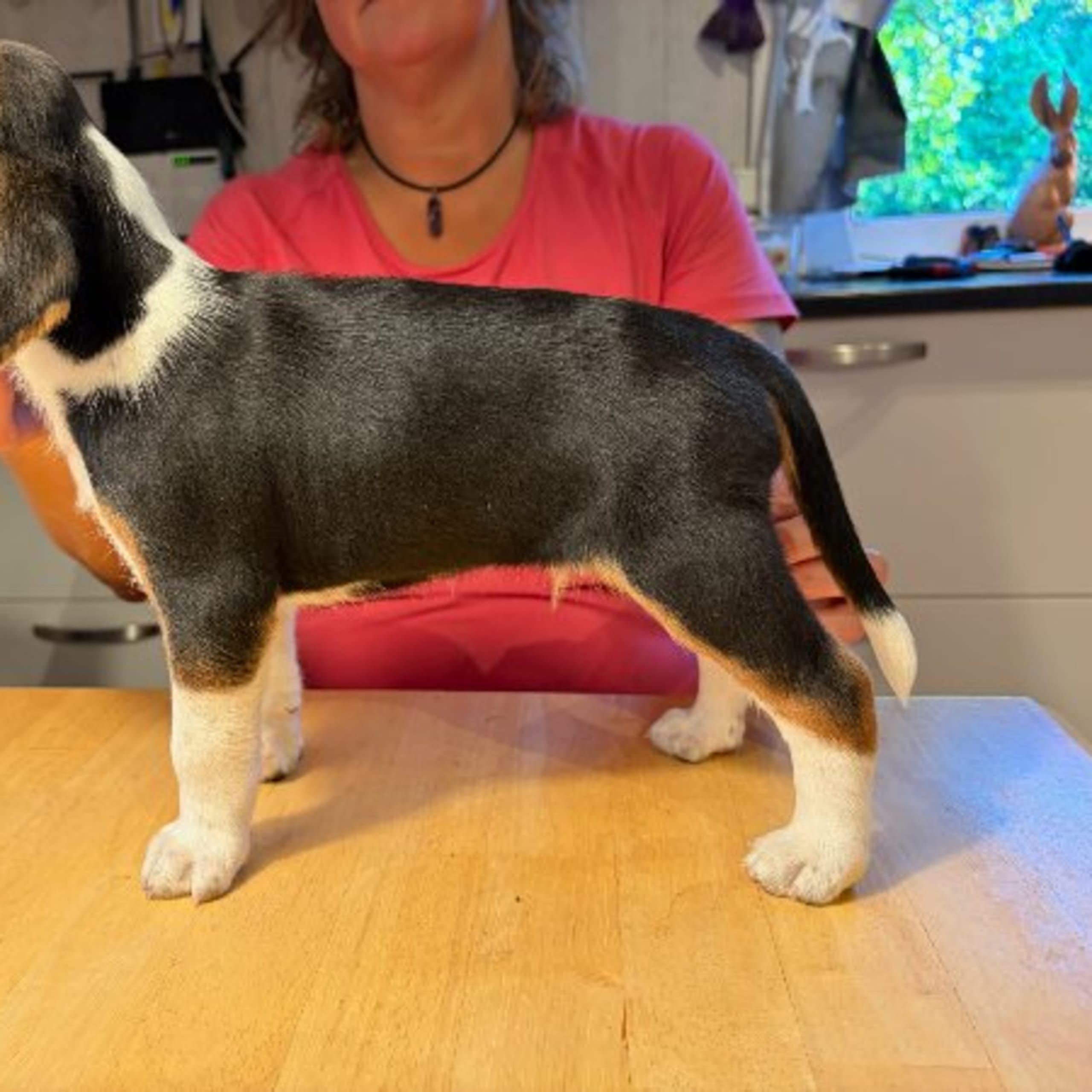 Hamilton Hound
