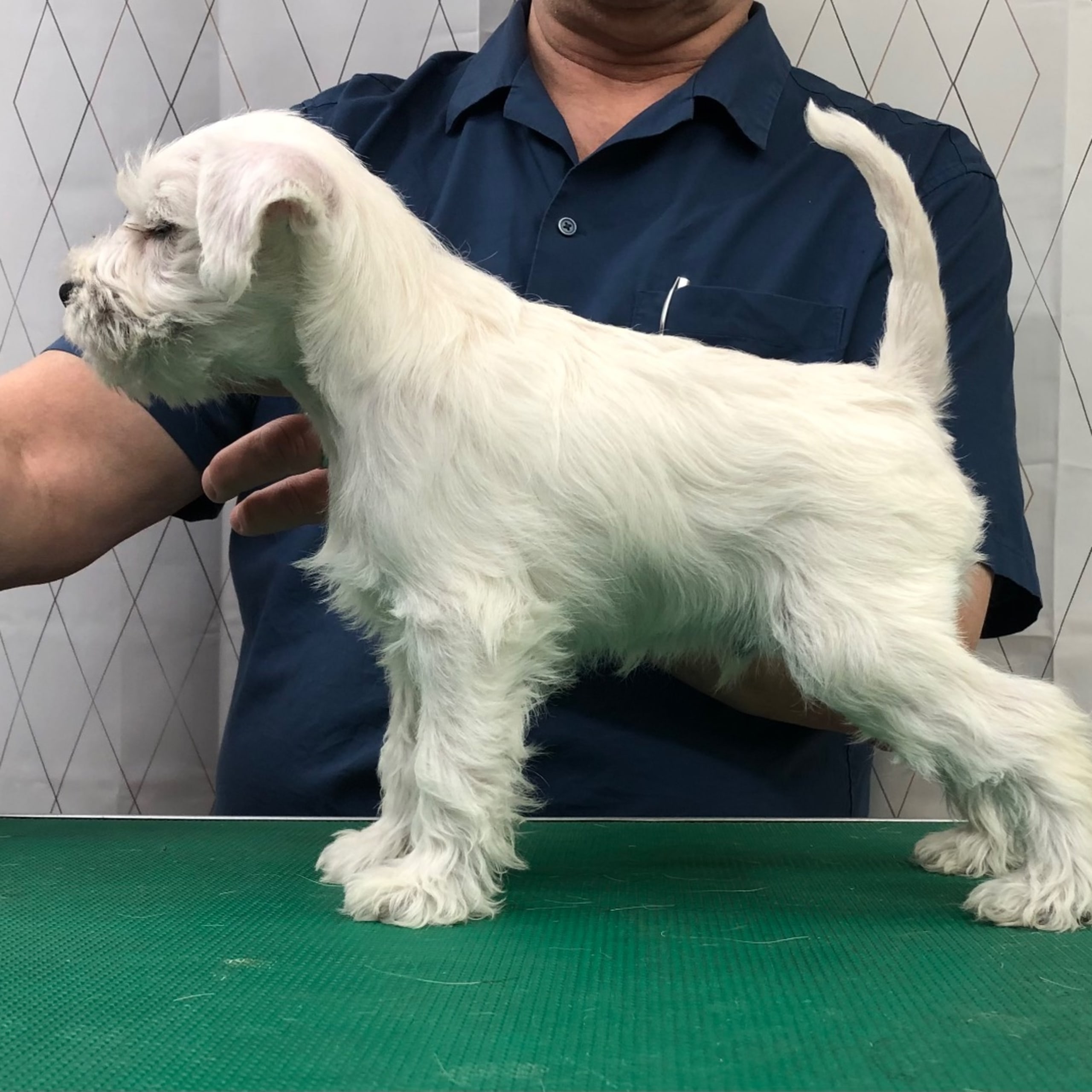 Dvärgschnauzer